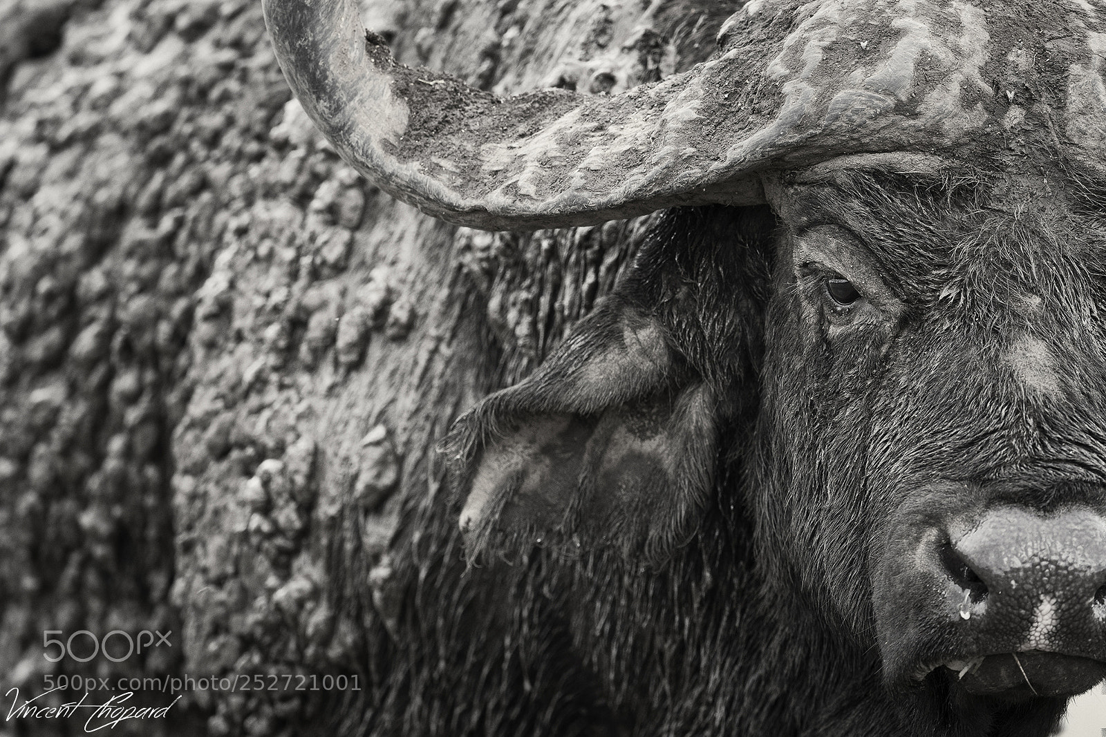 Nikon D500 sample photo. **the beast** photography