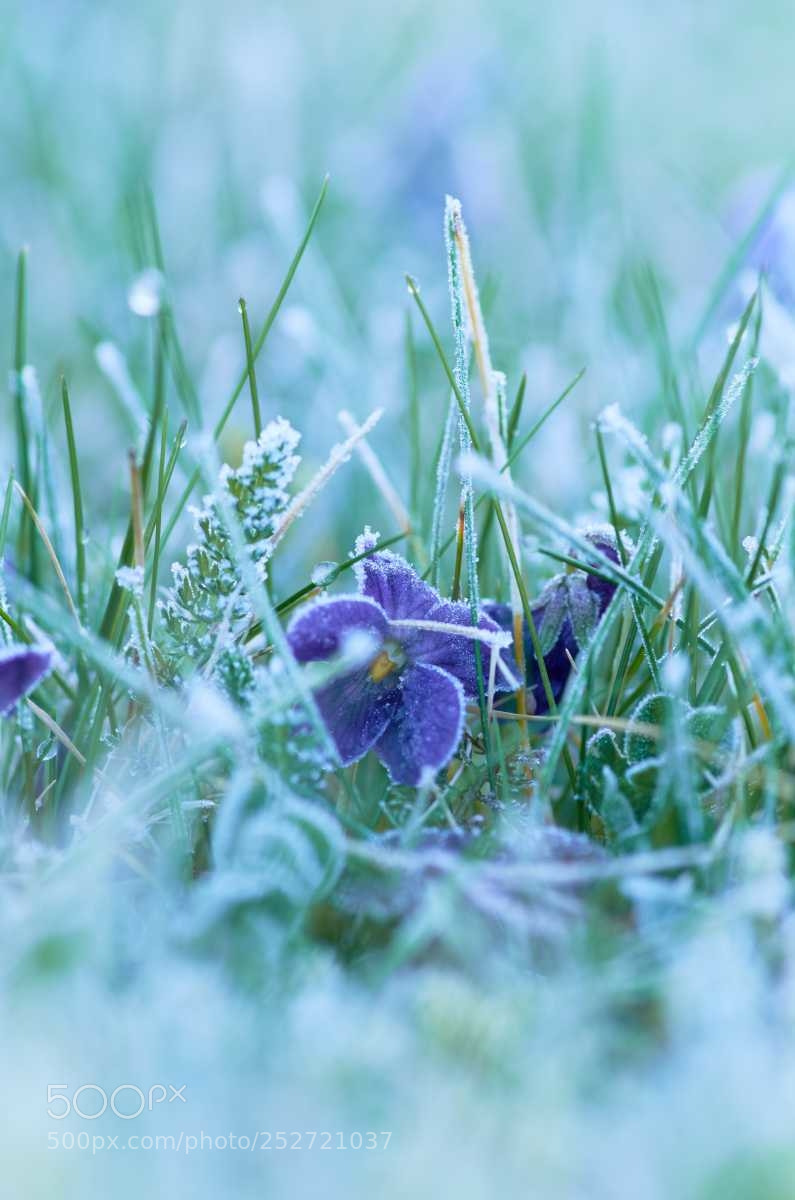 Nikon D7000 sample photo. Frosty violet photography