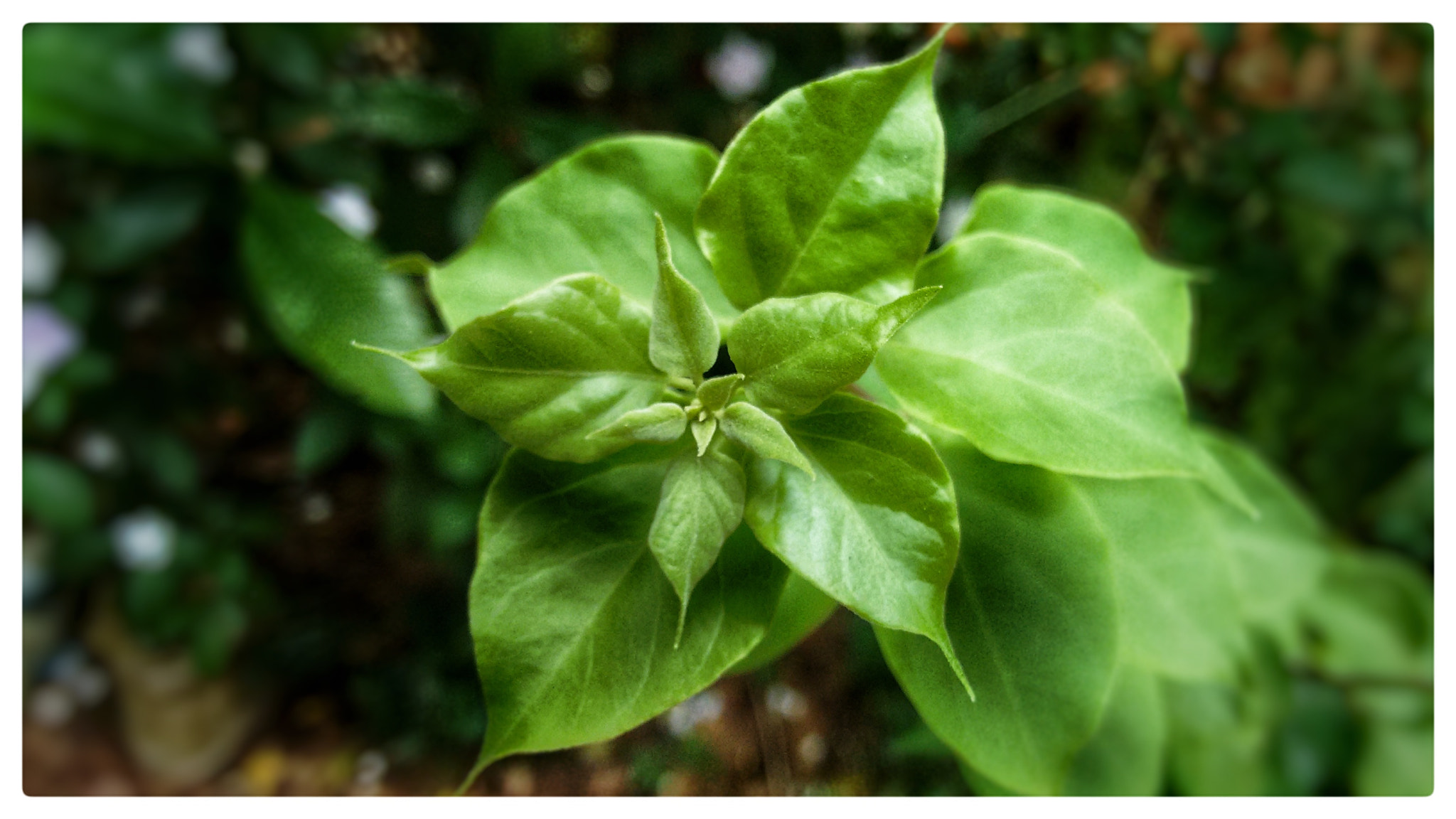 Motorola Moto G (2nd Gen) sample photo. Life of leaf photography