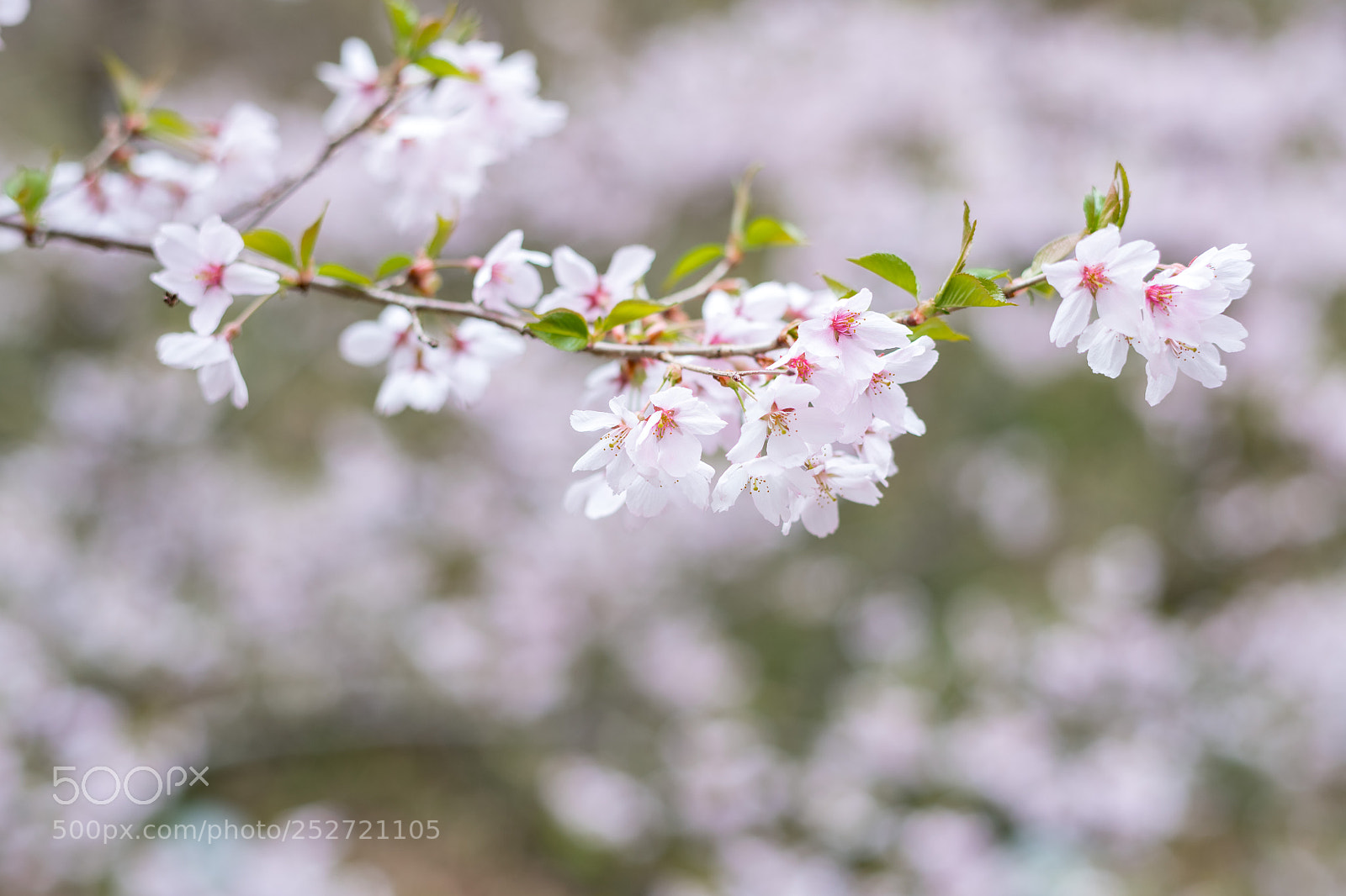 Nikon D850 sample photo. Japanese cherry brossom photography