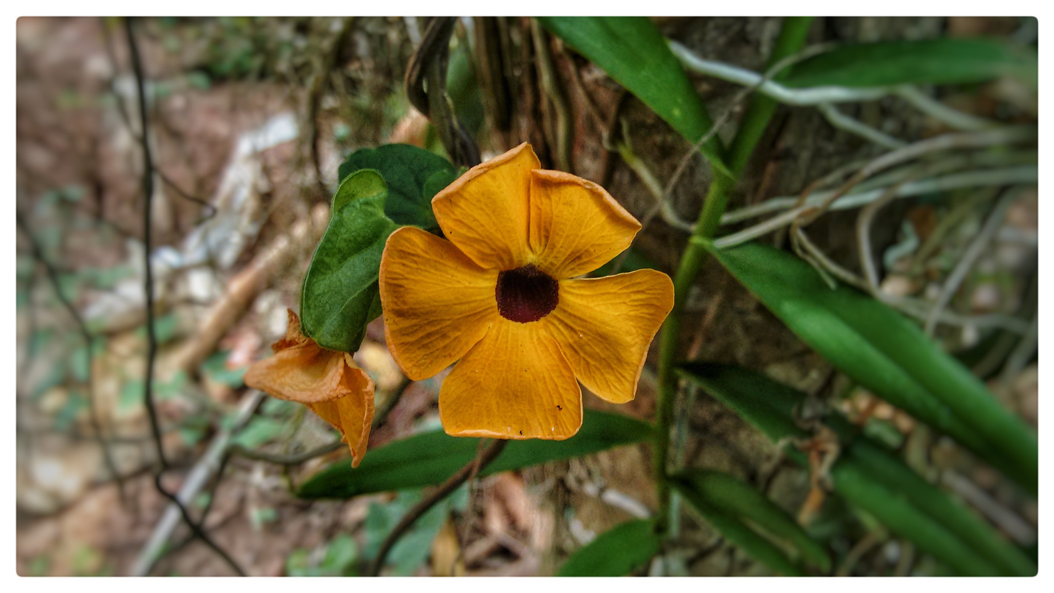 Motorola Moto G (2nd Gen) sample photo. Yellow flower photography