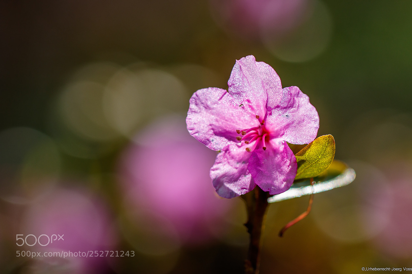 Canon EOS 7D Mark II sample photo. Rhododendron photography