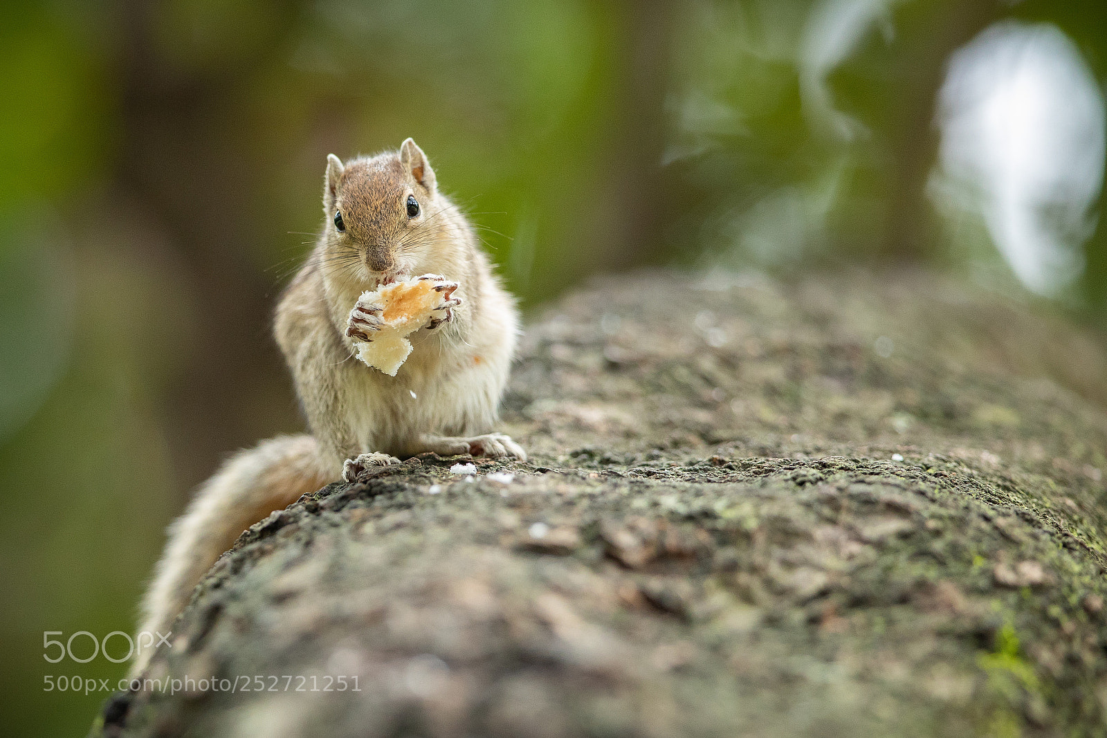 Canon EOS 5D Mark IV sample photo. Squirrel... photography