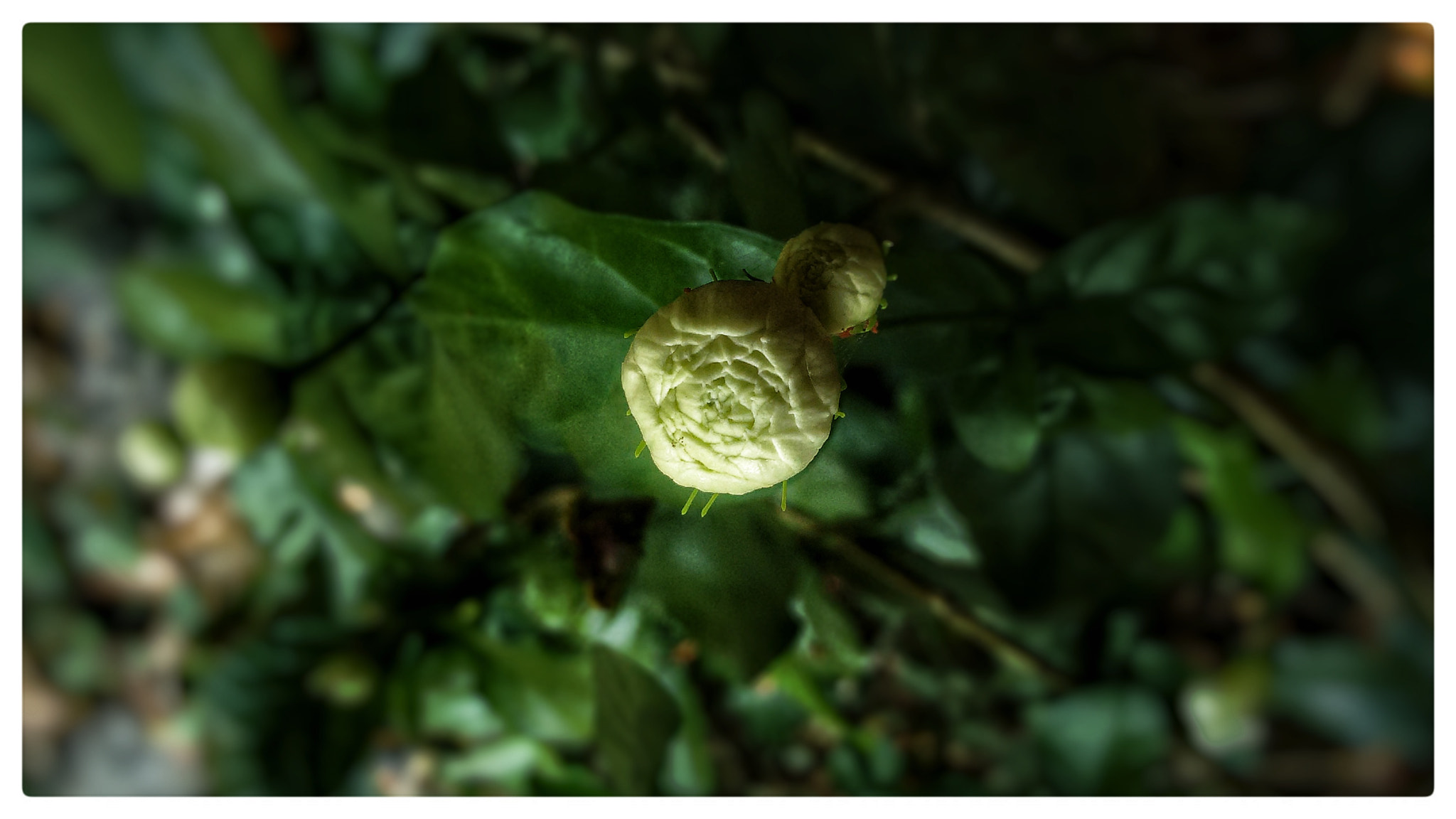 Motorola Moto G (2nd Gen) sample photo. Mulla flower photography