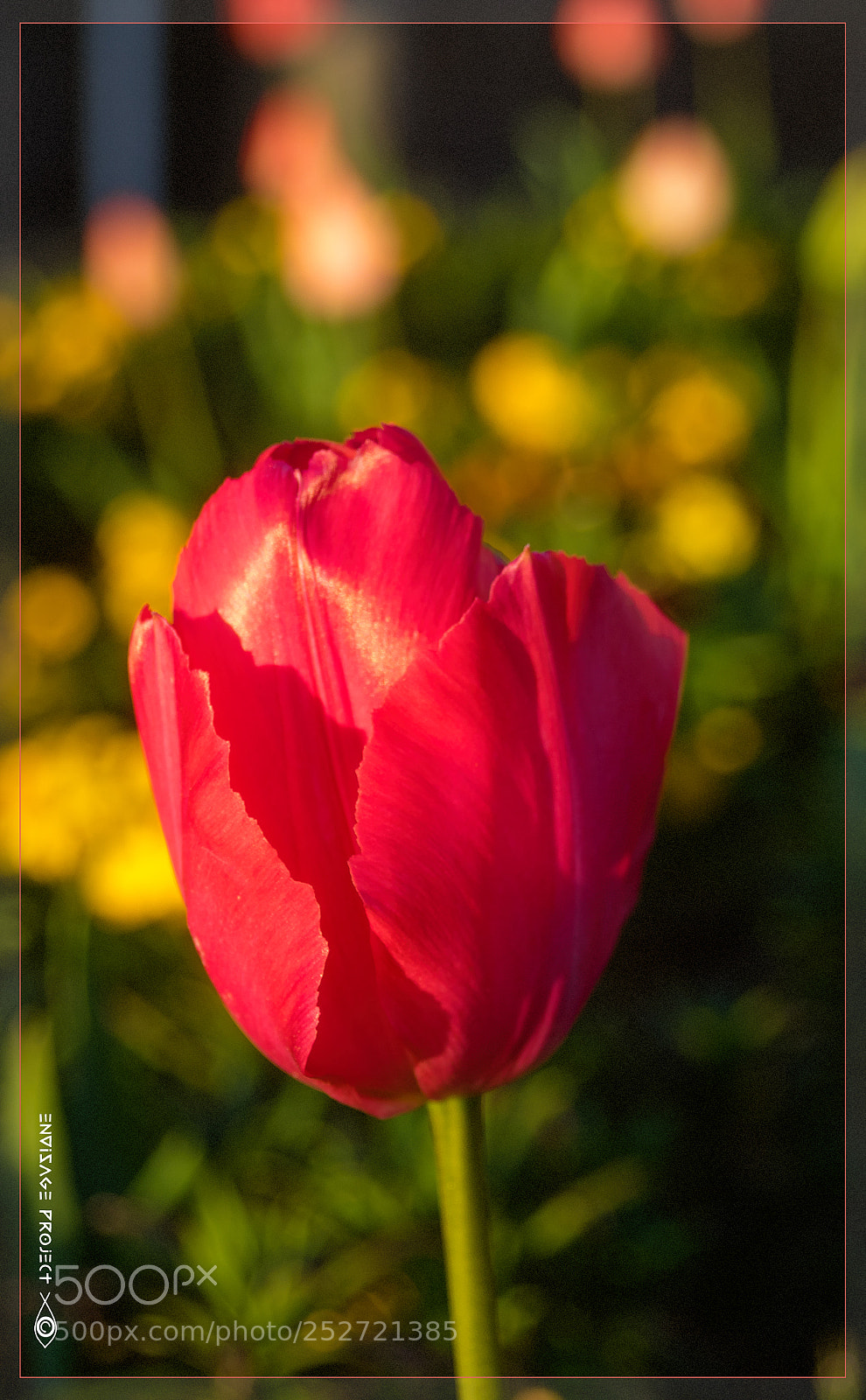 Sony a7R sample photo. Tulip photography