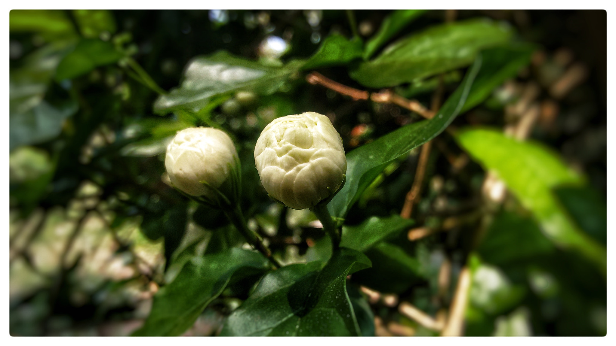 Motorola Moto G (2nd Gen) sample photo. Mulla flower photography