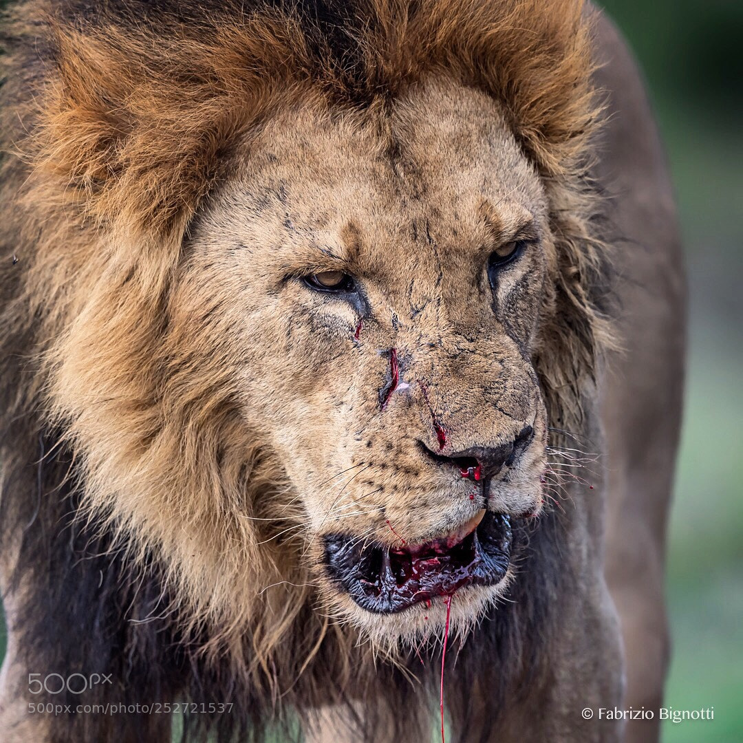 Nikon D5 sample photo. He was the winner photography