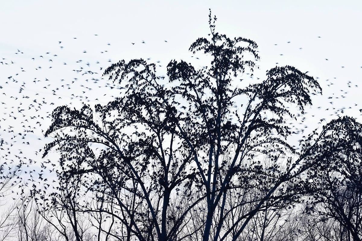 Nikon D7200 sample photo. Sturnustree photography