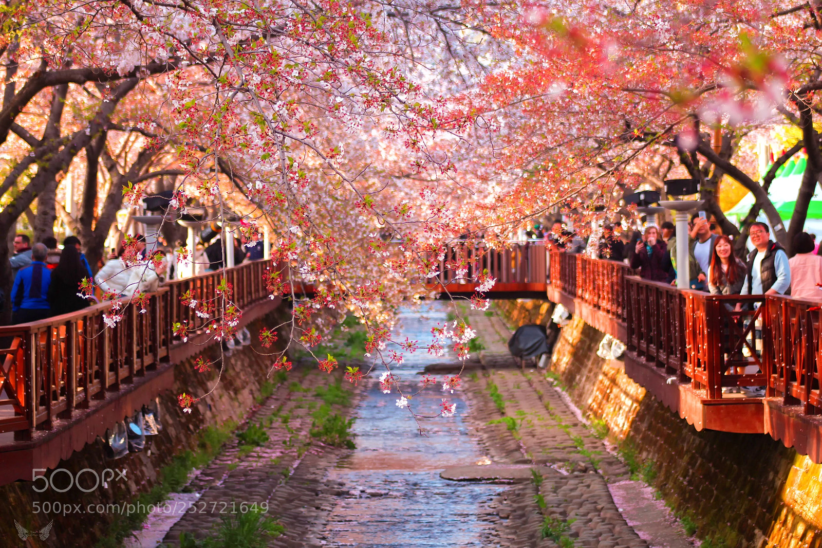Canon EOS 700D (EOS Rebel T5i / EOS Kiss X7i) sample photo. Jinhae cherry blossom festival photography