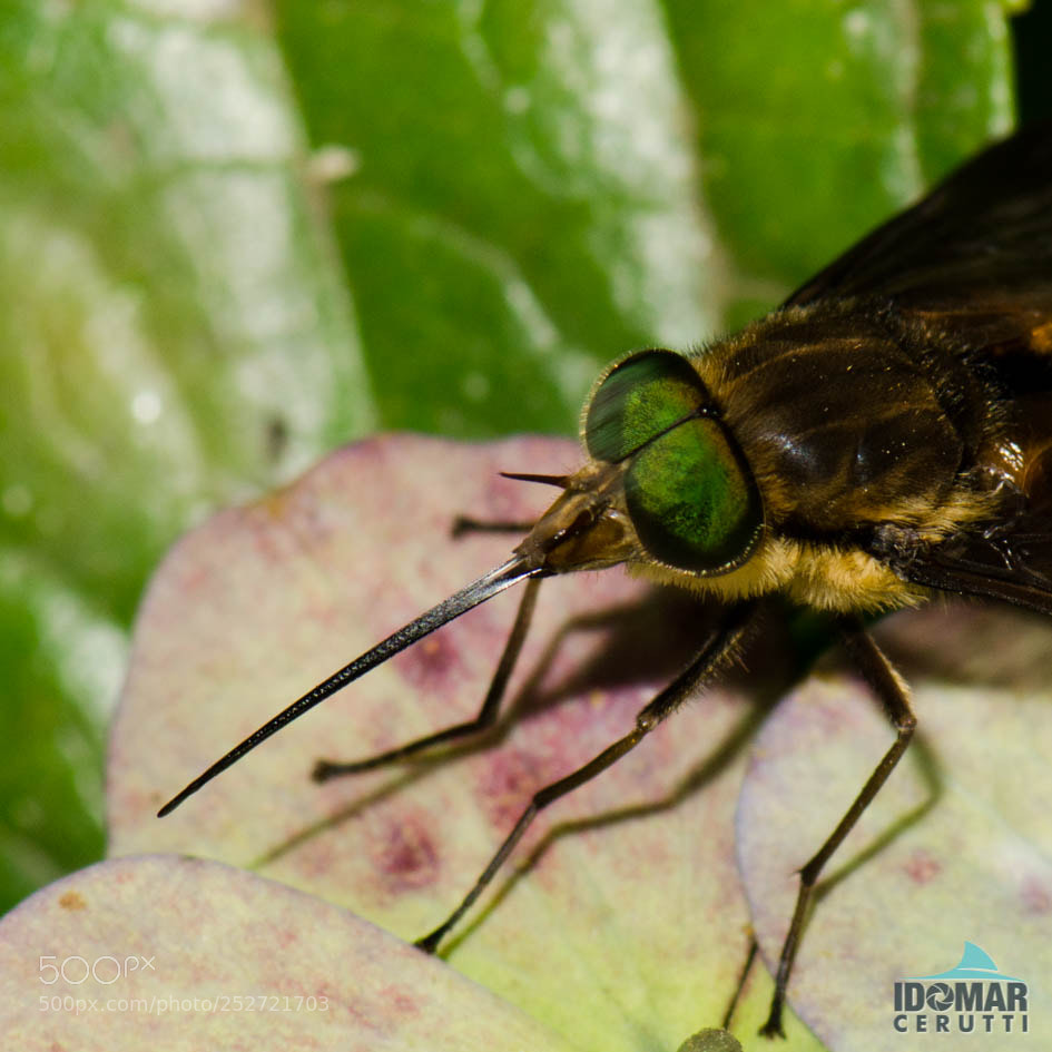 Nikon D7000 sample photo. Fly photography
