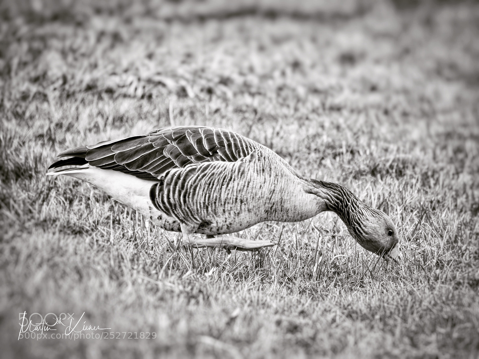 Olympus OM-D E-M1 Mark II sample photo. Graygoose in 50 shades photography