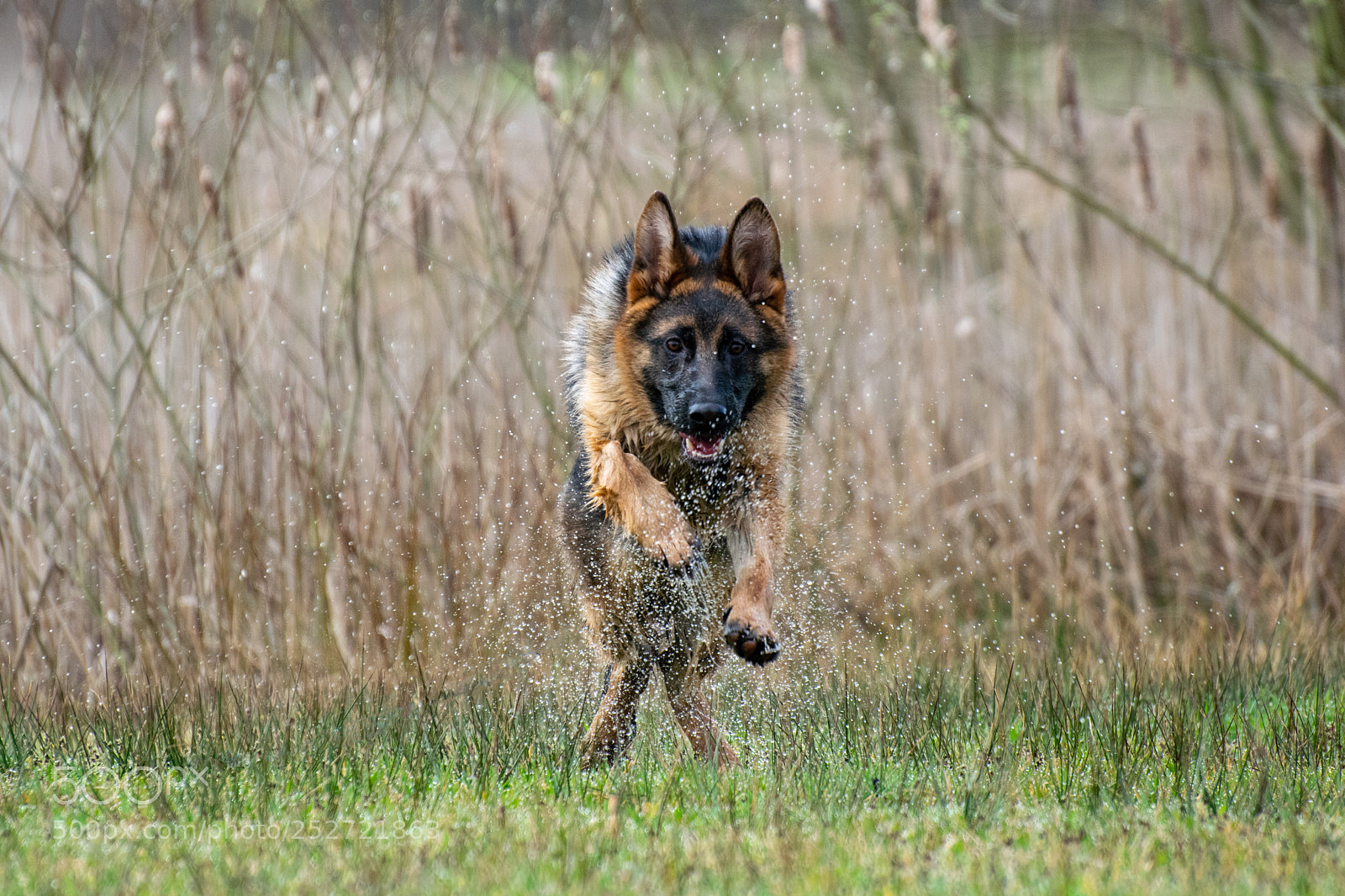 Nikon D5300 sample photo. Taco splash photography