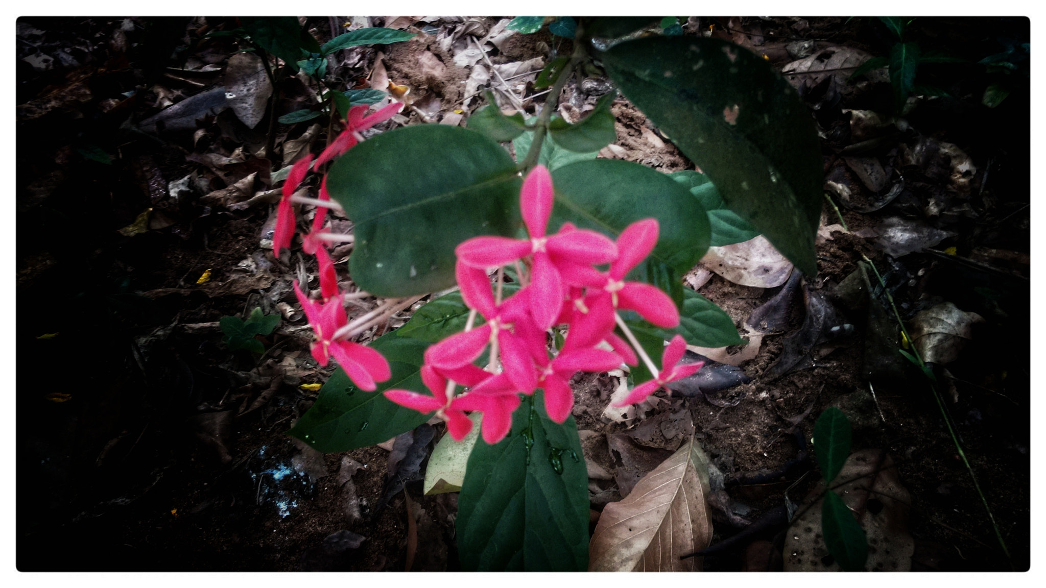 Motorola Moto G (2nd Gen) sample photo. Thechi. flower photography