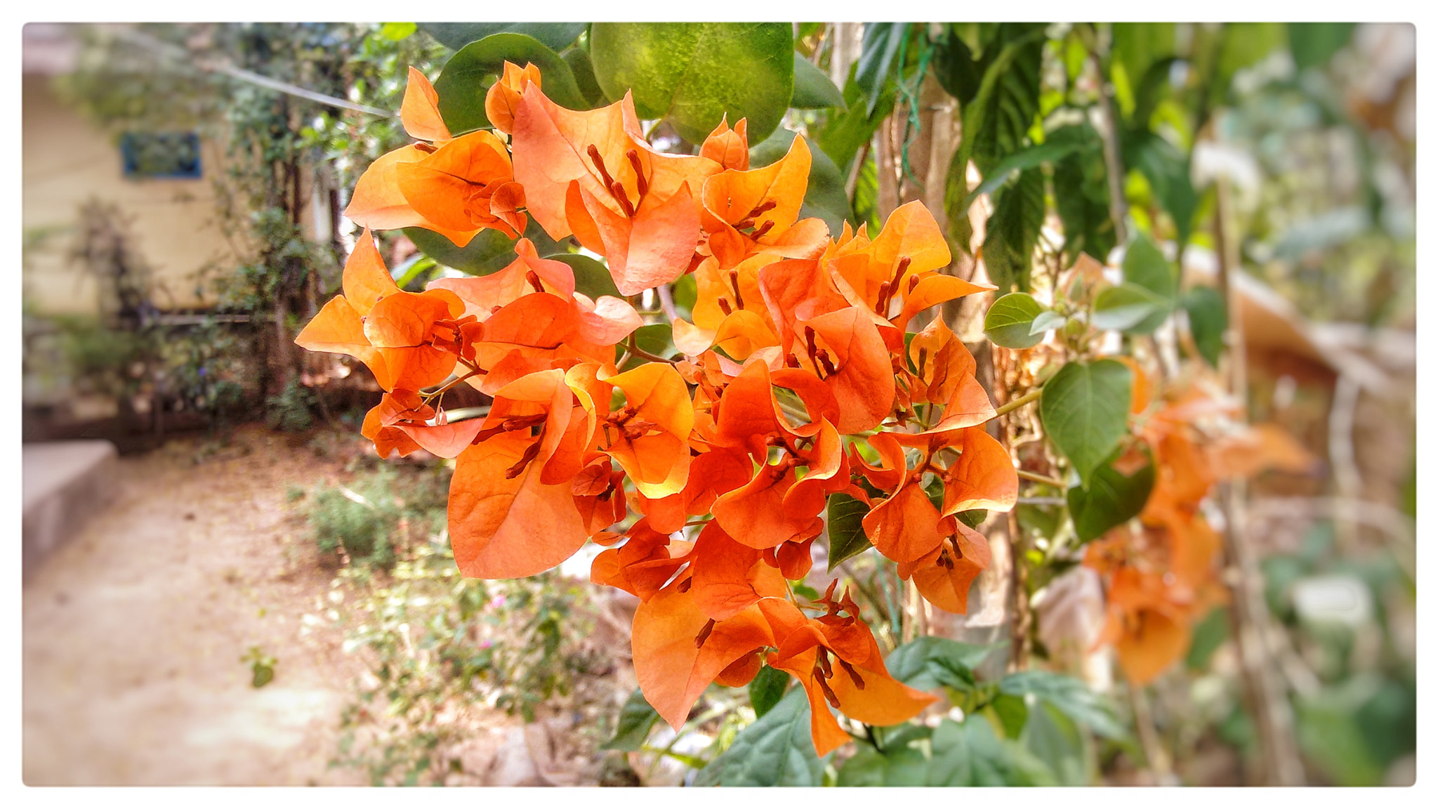Motorola Moto G (2nd Gen) sample photo. Kadalas flower photography