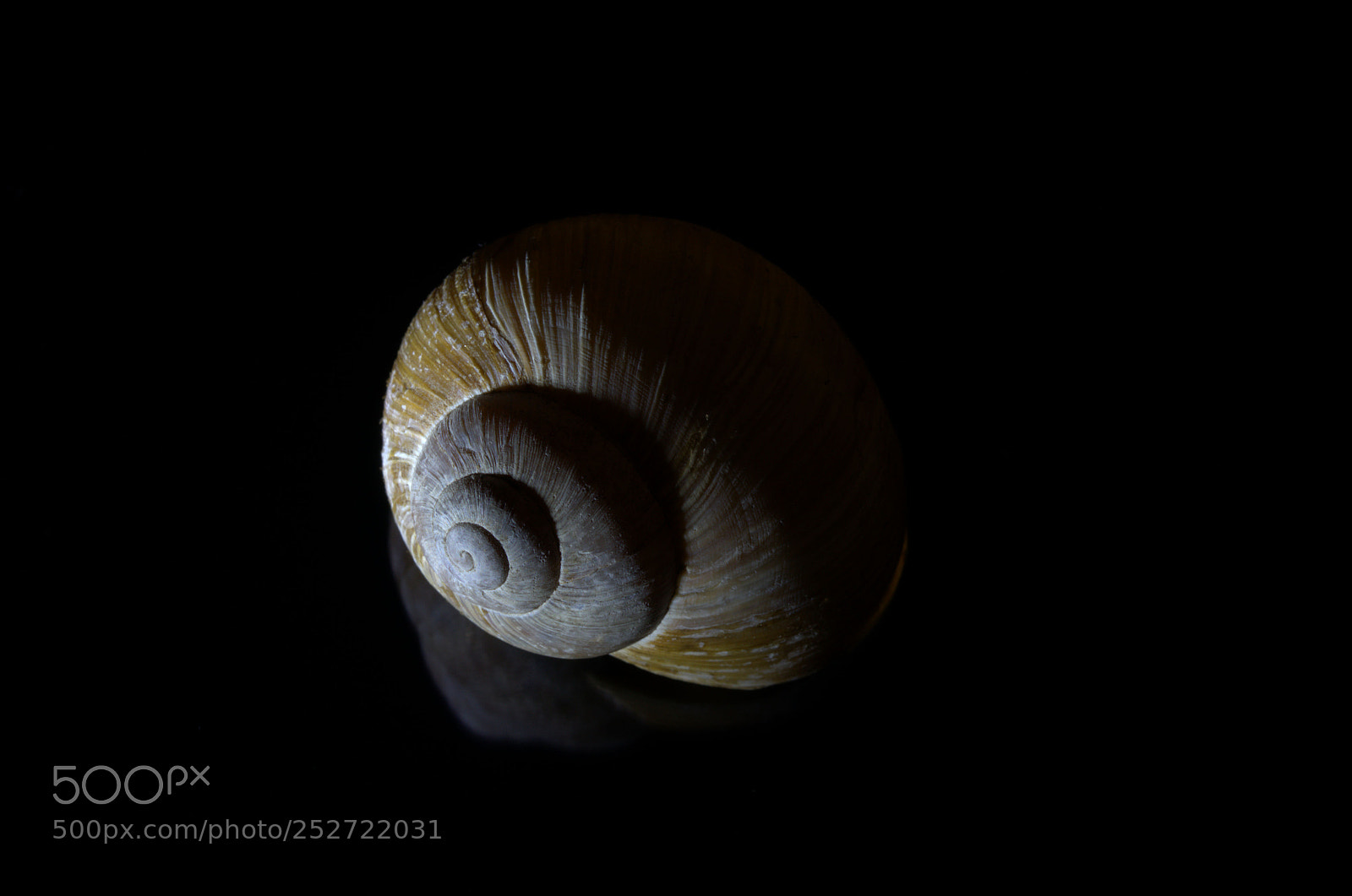 Nikon D7000 sample photo. Low key snail shell photography
