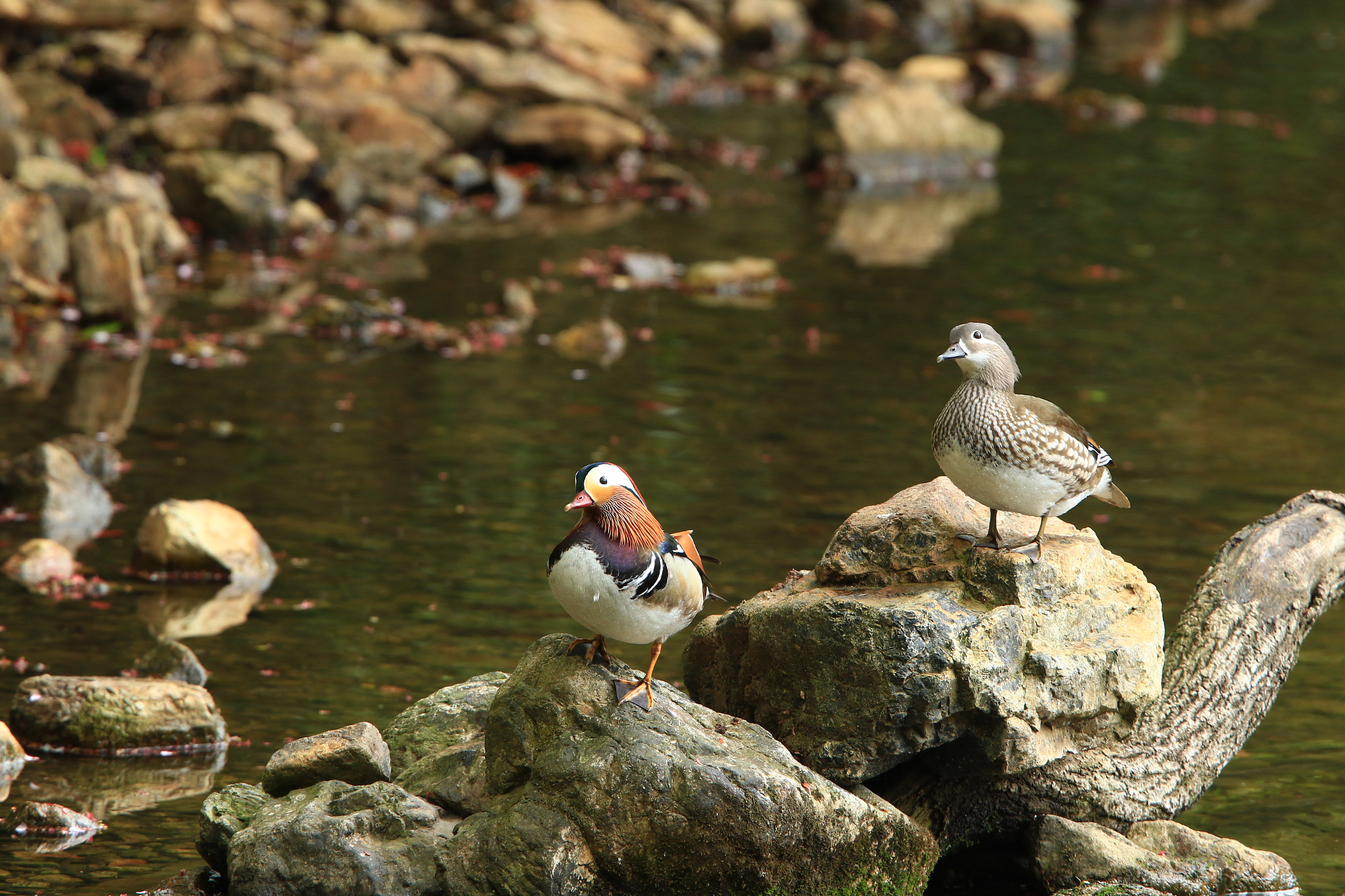 Canon EOS 7D Mark II + Canon EF 400mm F2.8L IS USM sample photo. 少し離れても……いっしょ mandarin duck ④ photography