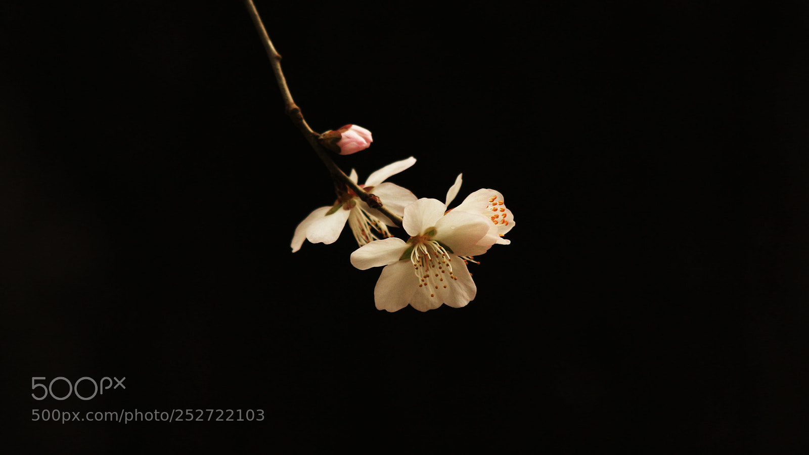 Canon EOS 700D (EOS Rebel T5i / EOS Kiss X7i) sample photo. Untitled photography