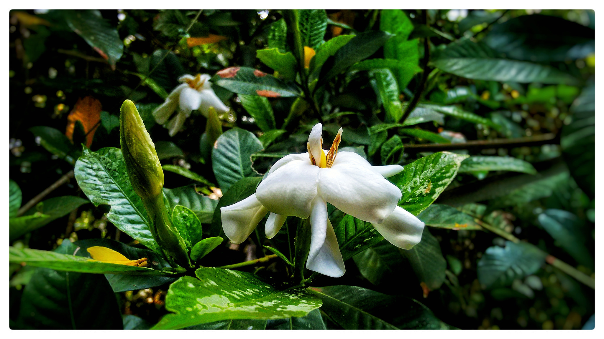 Motorola Moto G (2nd Gen) sample photo. White flower photography