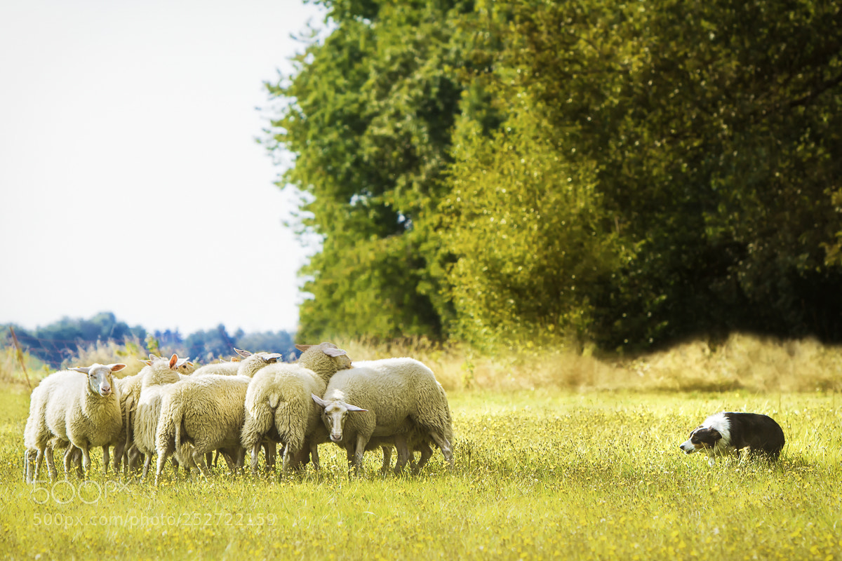 Canon EOS 7D sample photo. Border collie at the photography