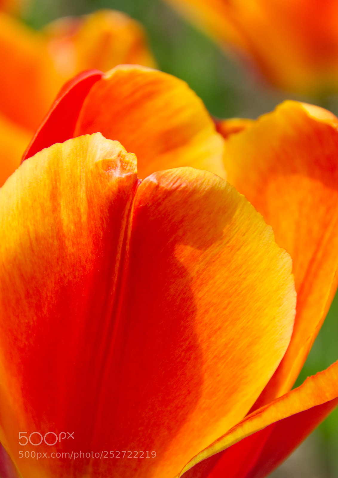 Nikon D7200 sample photo. Tulip photography