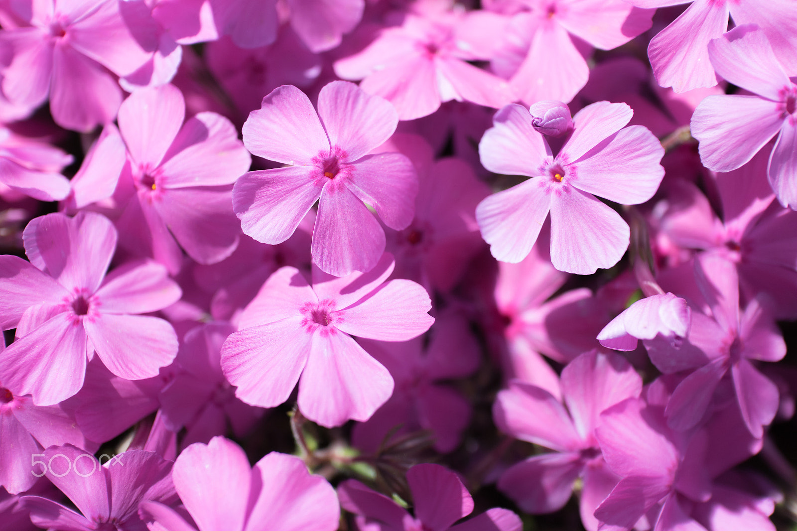 Canon EOS M2 sample photo. Moss phlox photography