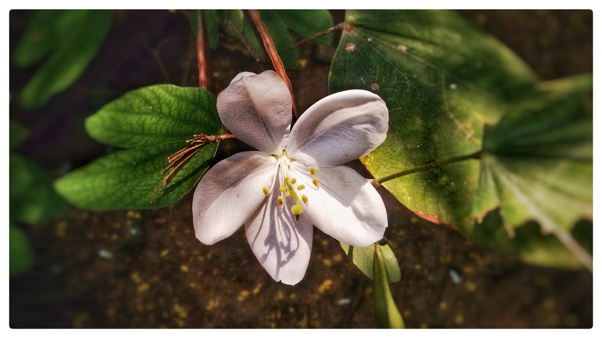 Motorola Moto G (2nd Gen) sample photo. White flower photography