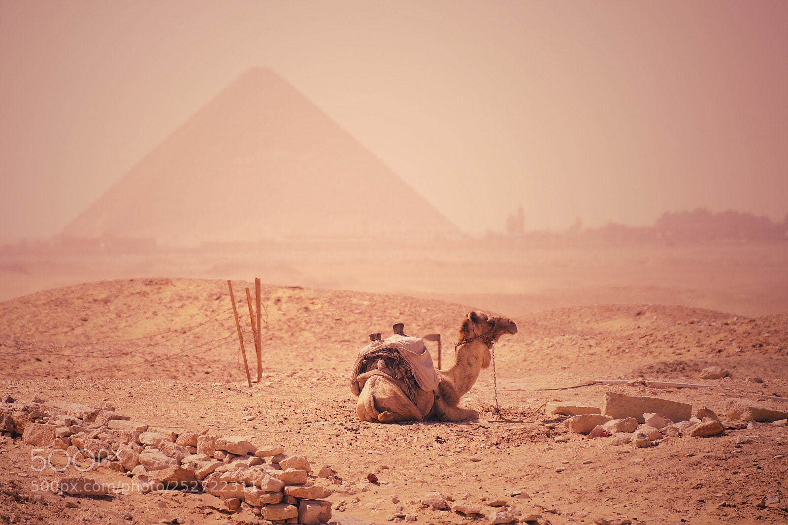 Sony SLT-A77 sample photo. Egyptian photography