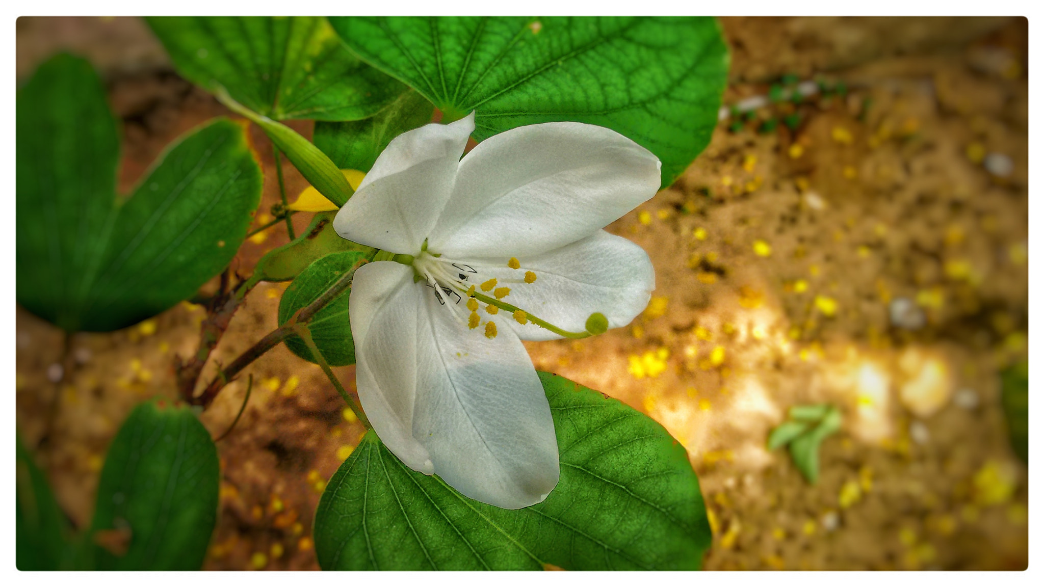 Motorola Moto G (2nd Gen) sample photo. Flower photography