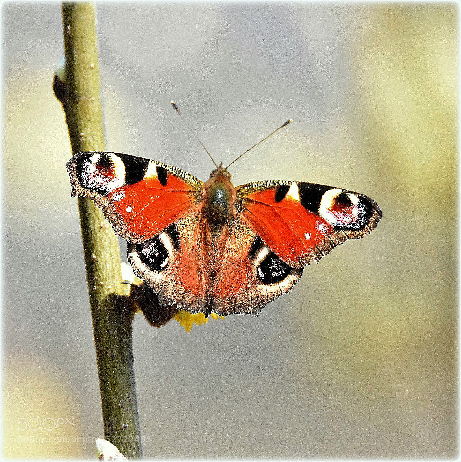 Nikon D7200 sample photo. Look my in the photography
