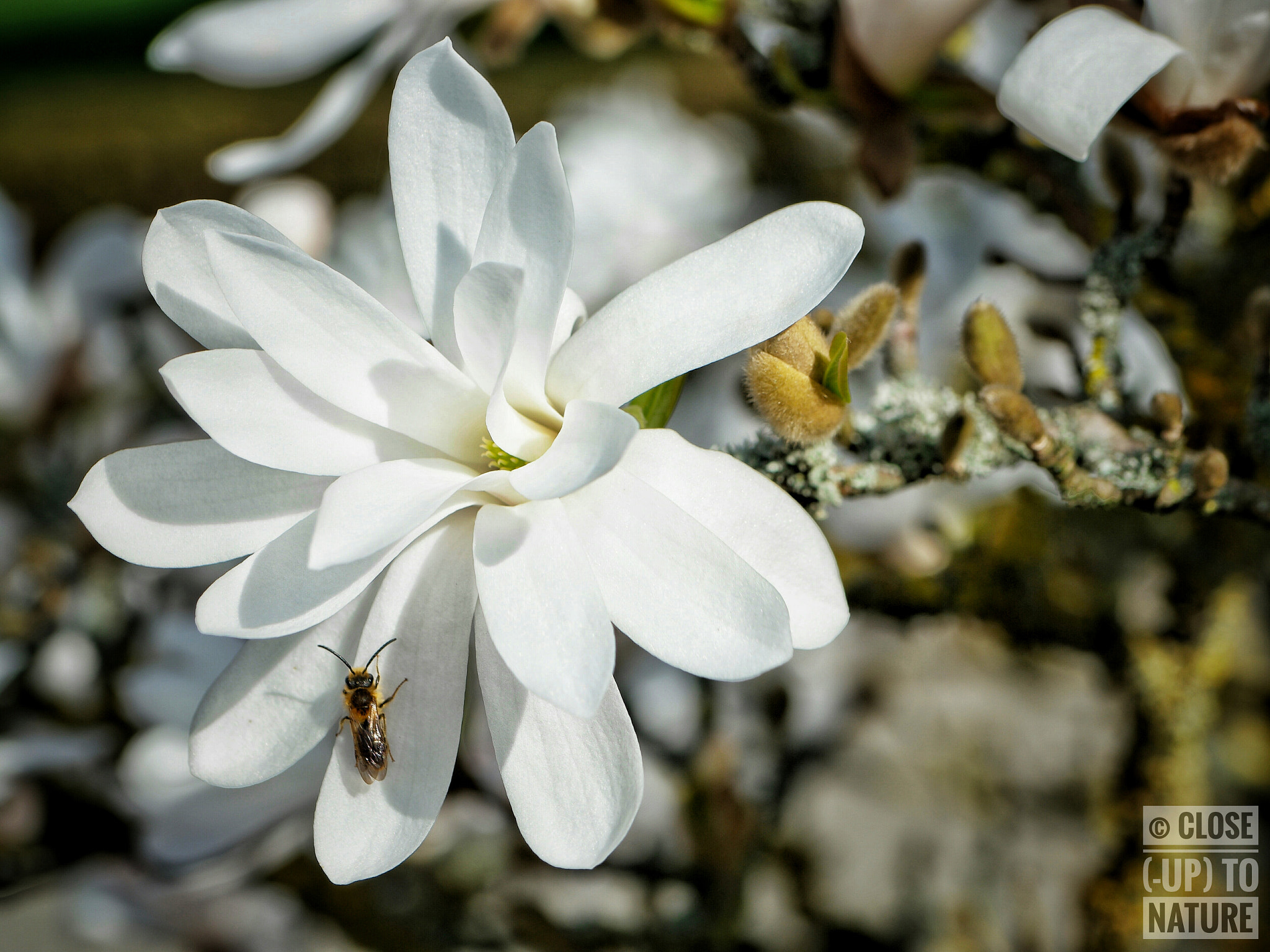 Samsung NX500 sample photo. Magnolia stellata photography