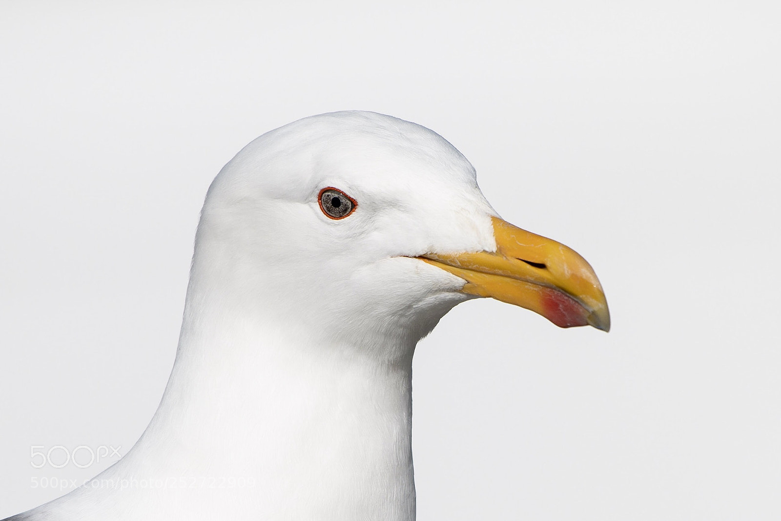 Nikon D500 sample photo. Southern black-backed gull karoro photography