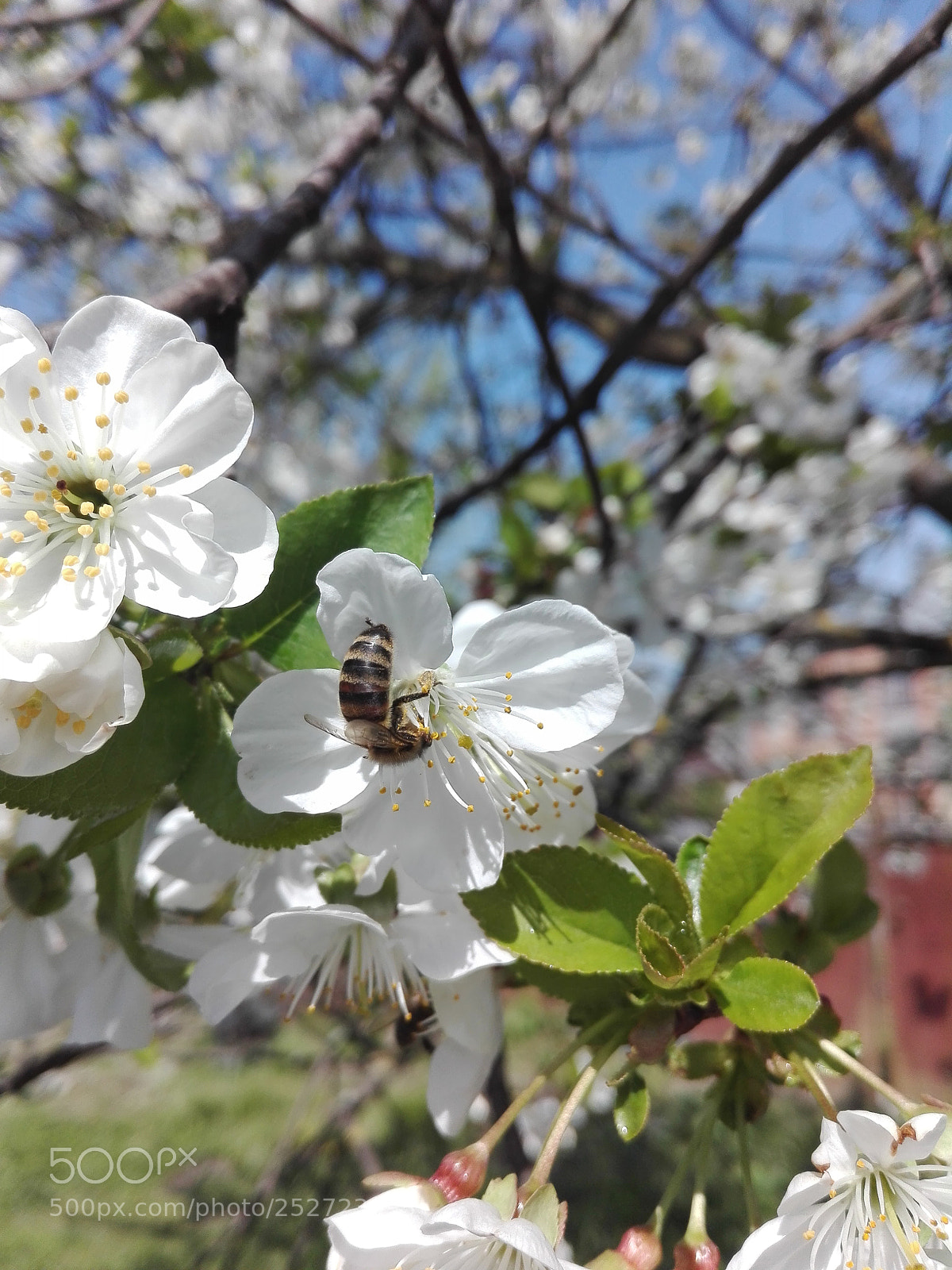 HUAWEI P8 Lite sample photo. Work time photography