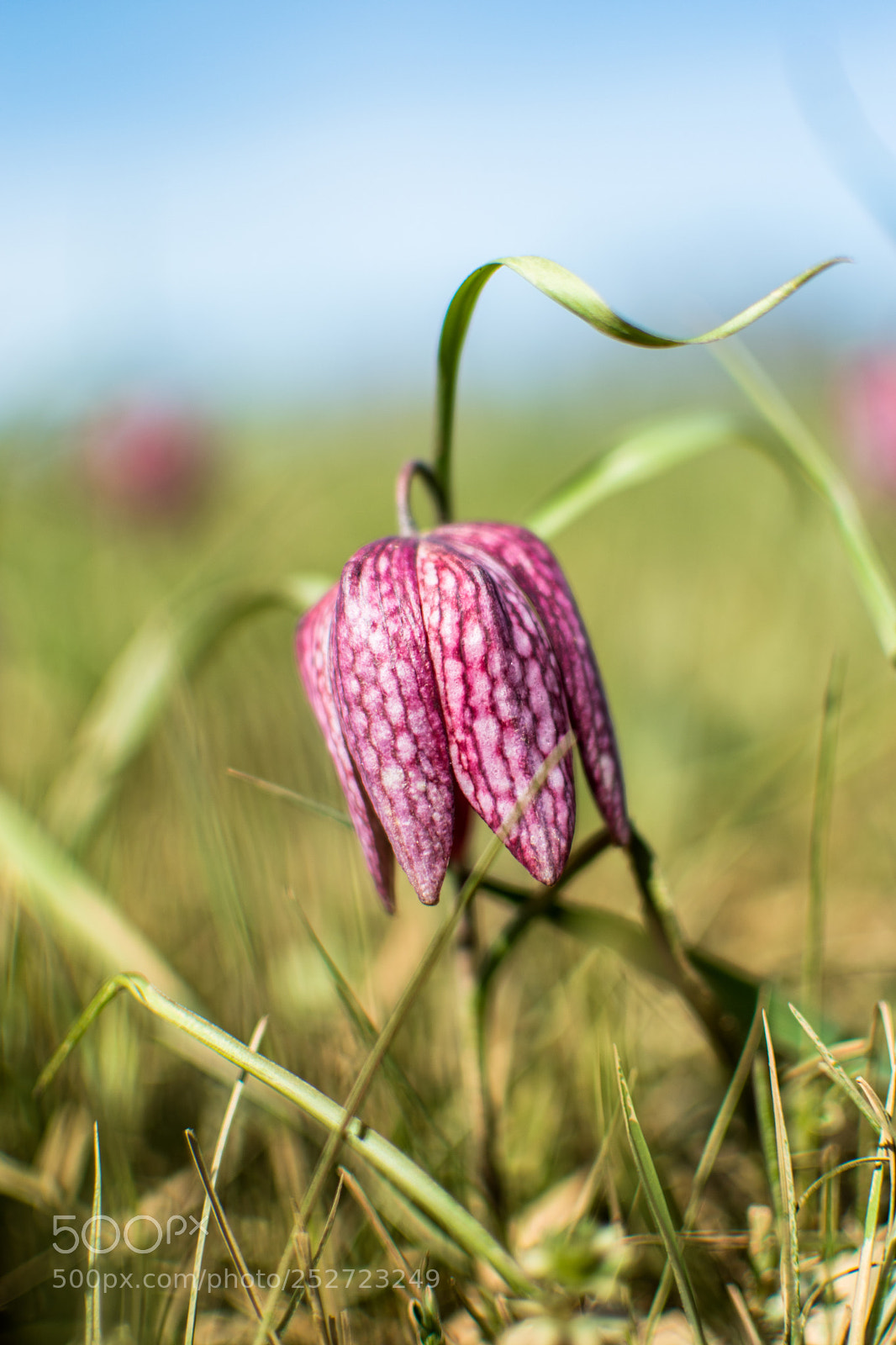 Nikon D5500 sample photo. Fritillary photography