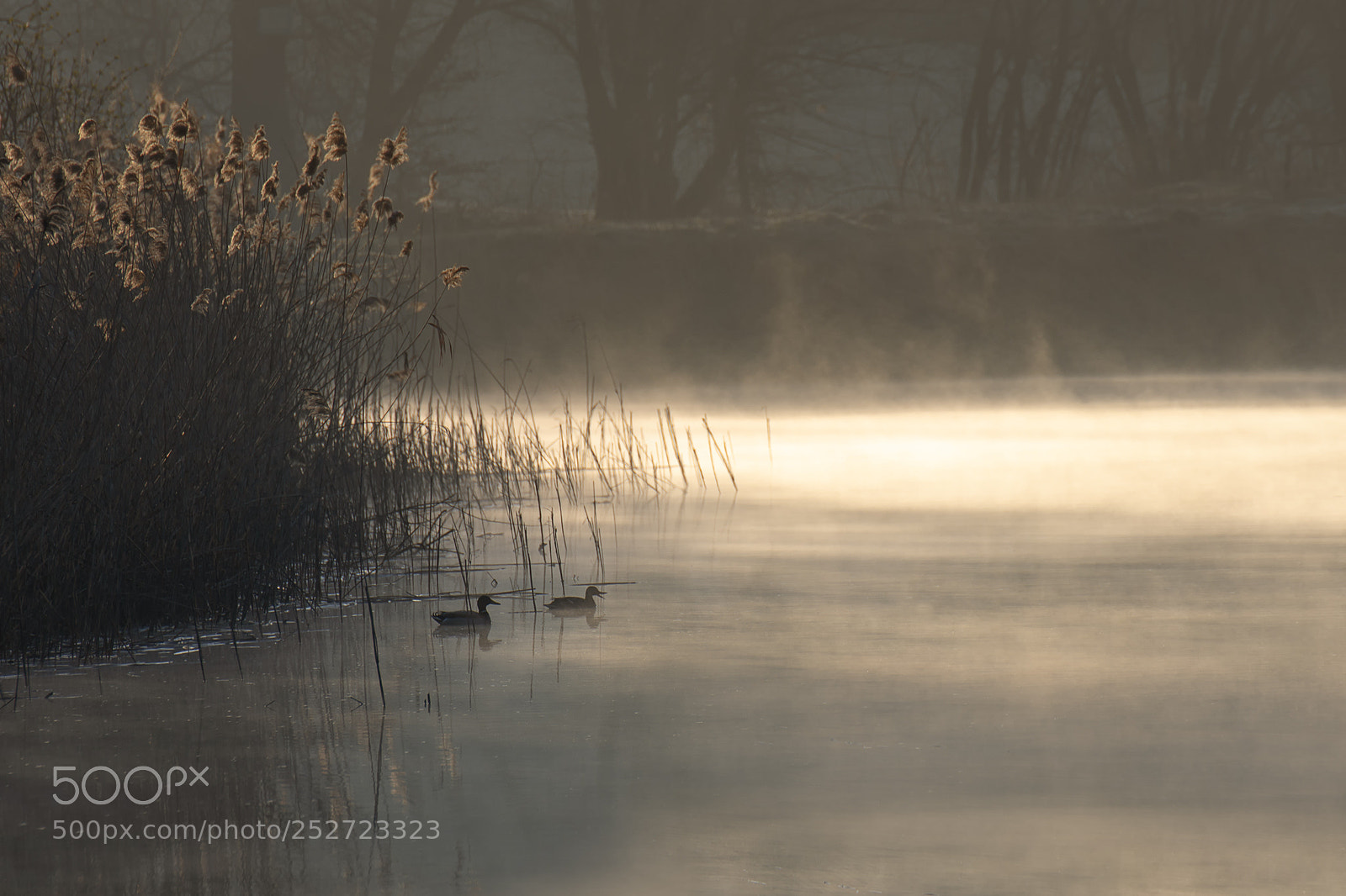 Nikon D7200 sample photo. Morning over the misty photography