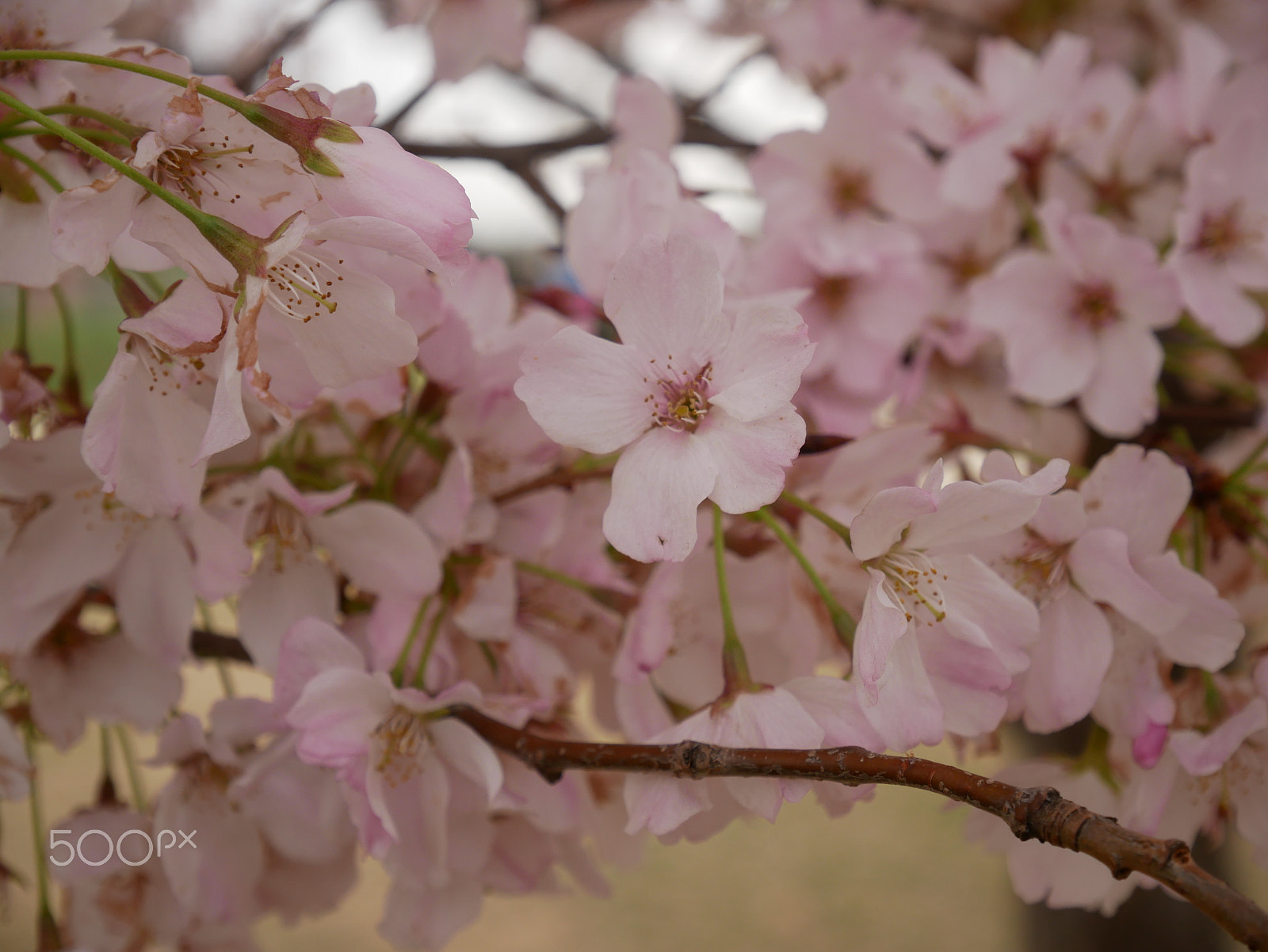 Panasonic Lumix DMC-GX85 (Lumix DMC-GX80 / Lumix DMC-GX7 Mark II) sample photo. Cherry blossoms in washington, dc photography