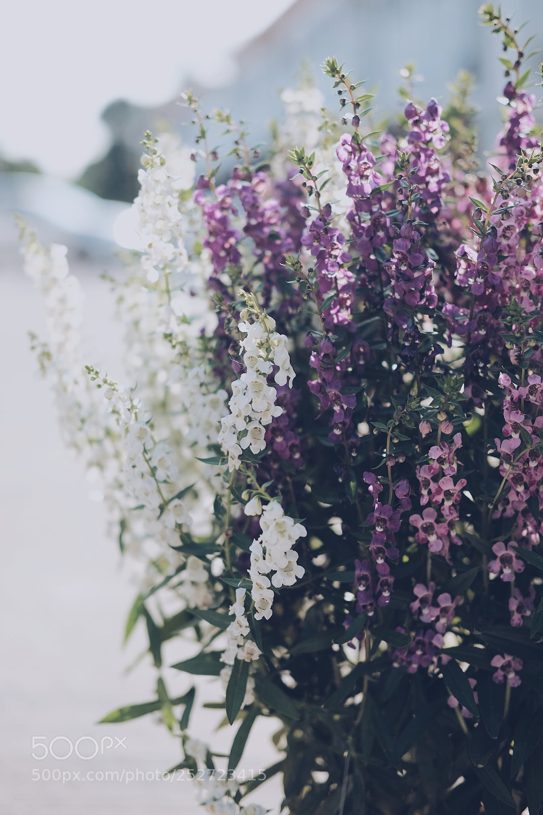 Fujifilm X-T10 sample photo. Angelonia flowers photography