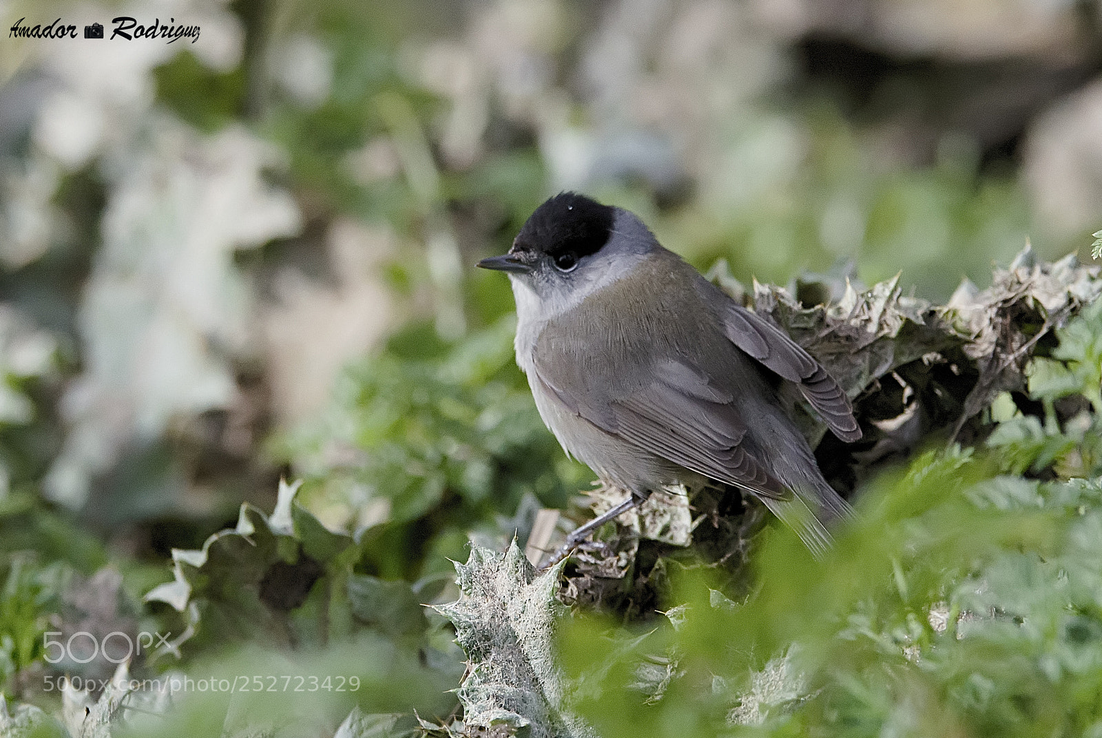 Nikon D7000 sample photo. Carbonero palustre.. photography
