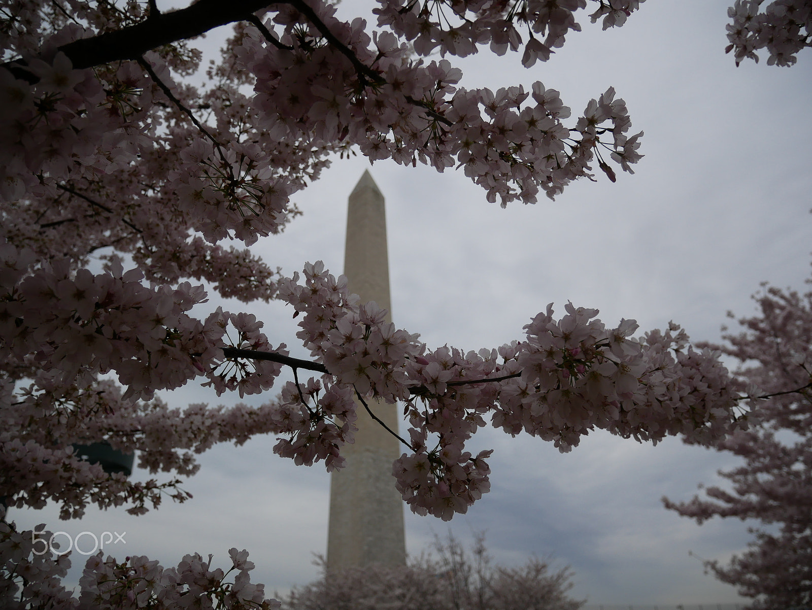 Panasonic Lumix DMC-GX85 (Lumix DMC-GX80 / Lumix DMC-GX7 Mark II) sample photo. Cherry blossoms in washington, dc photography