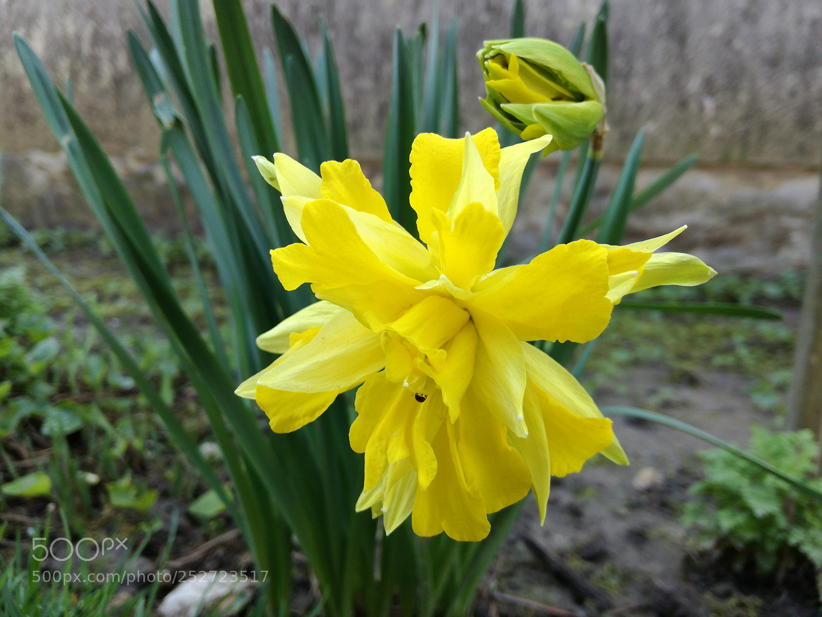 HUAWEI P9 LITE sample photo. Yellow and the bug photography