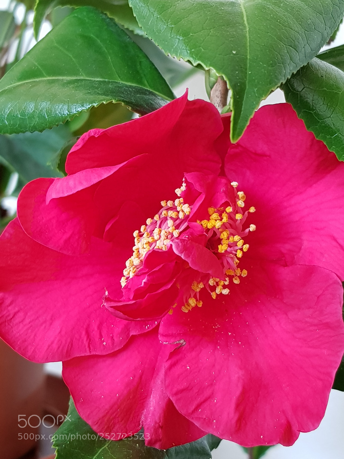Samsung Galaxy S8 sample photo. Untitled photography