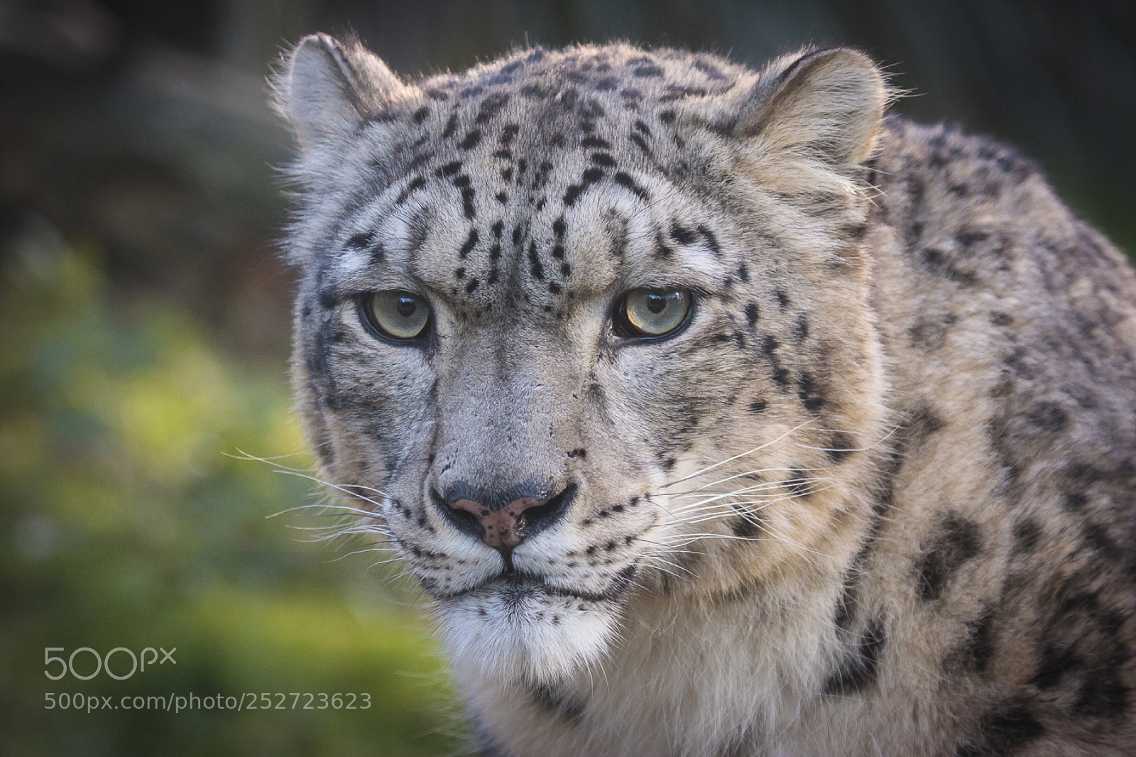 Canon EOS 40D sample photo. Snow leopard photography