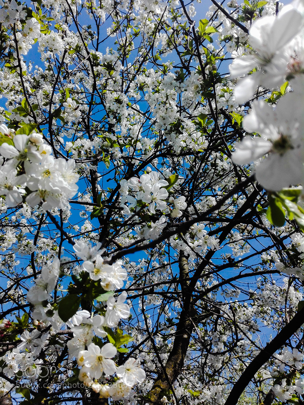 HUAWEI P8 Lite sample photo. Cherry flower photography