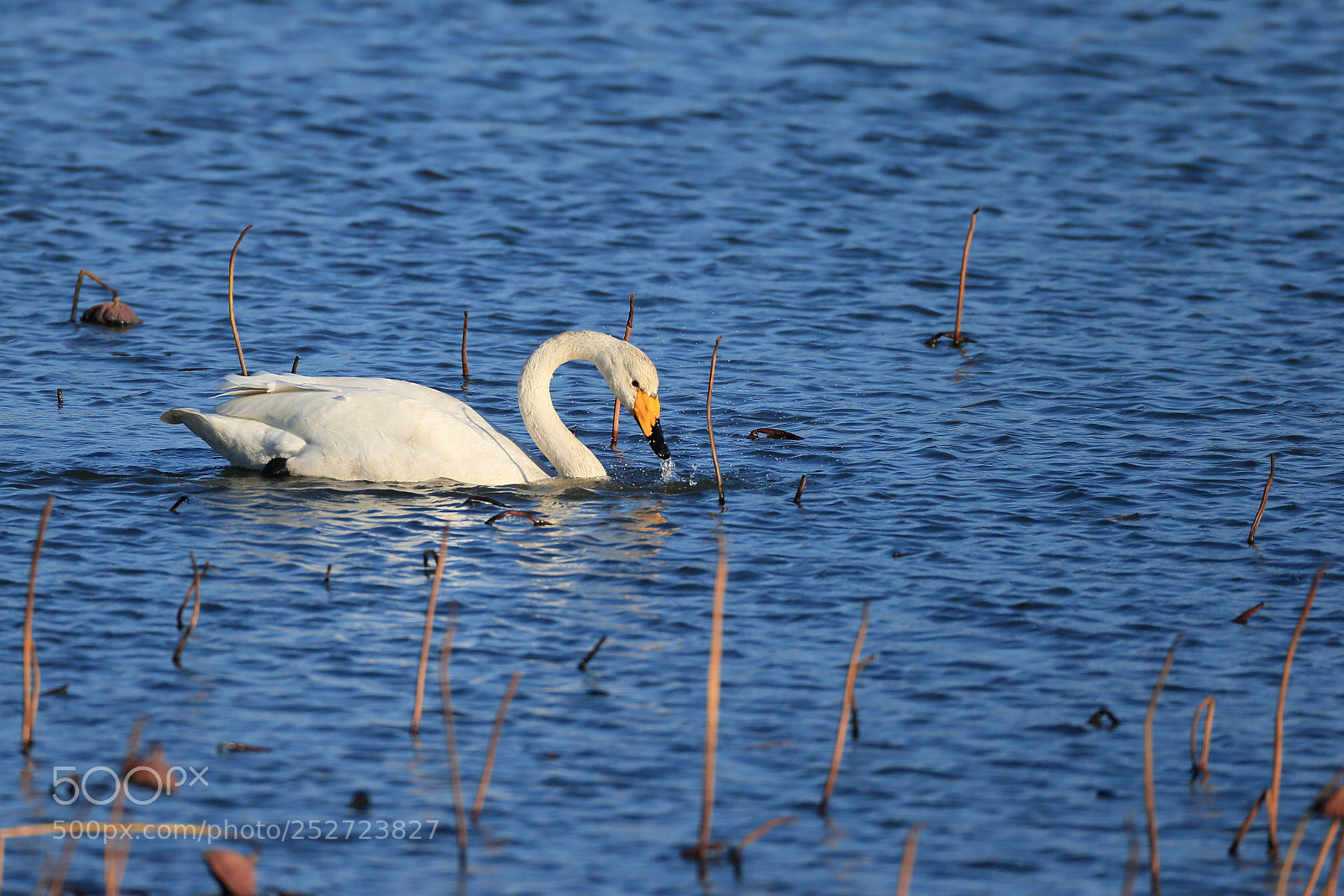 Canon EOS-1D X sample photo. おおはくちょう whooper swan photography