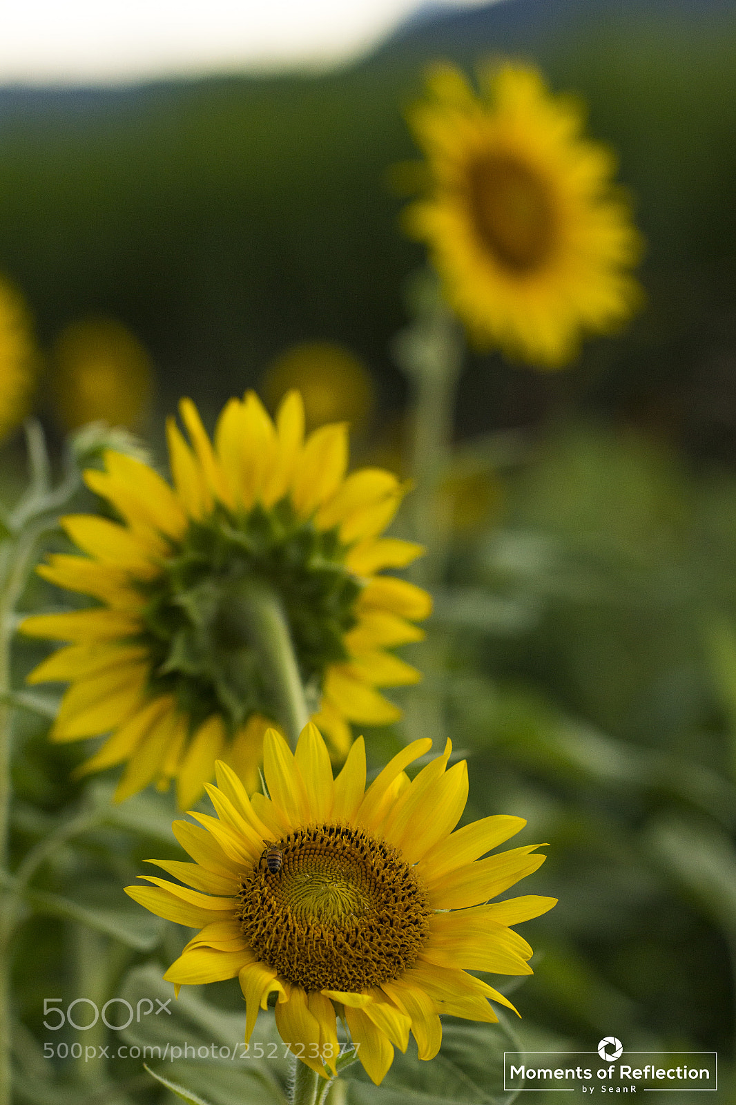 Canon EOS 700D (EOS Rebel T5i / EOS Kiss X7i) sample photo. Sunflower bloom photography