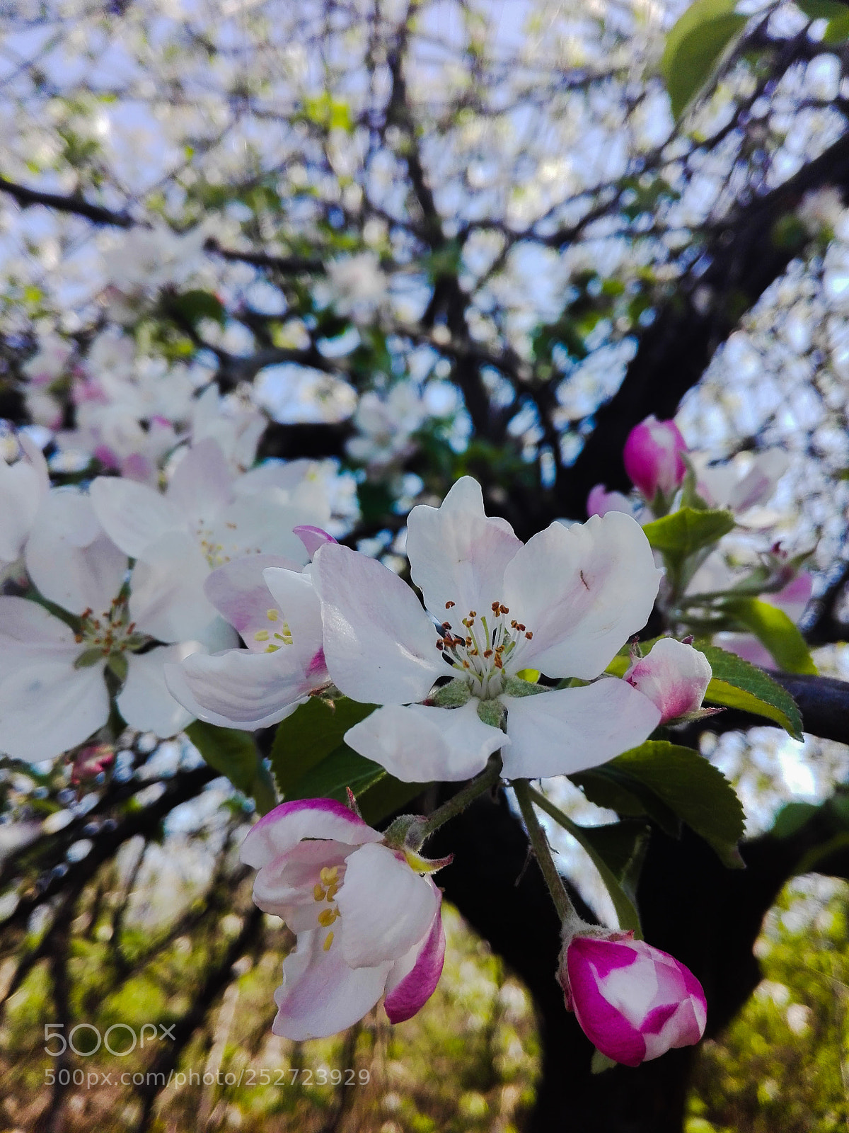 HUAWEI P8 Lite sample photo. Nice flower photography