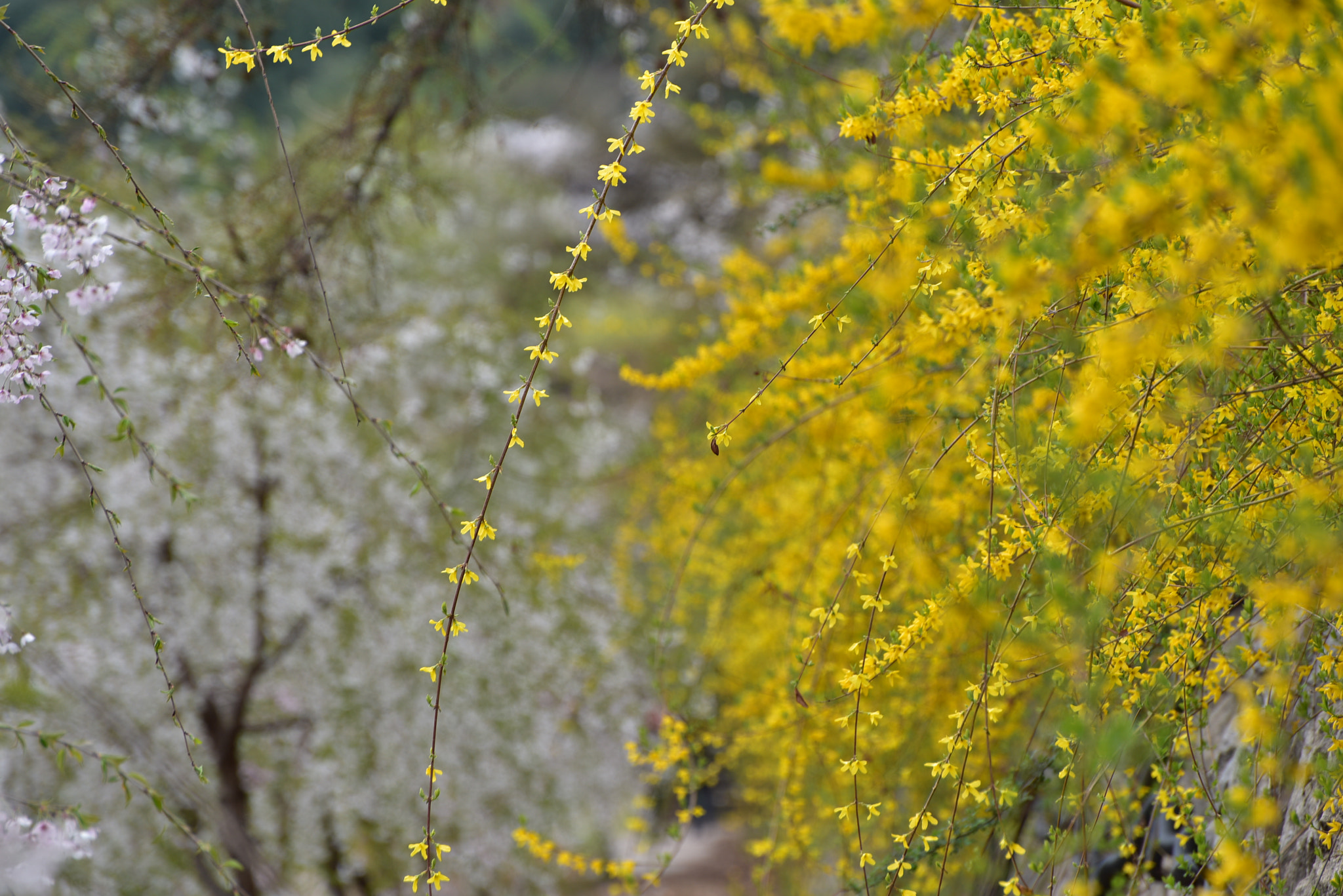 Nikon D810 sample photo