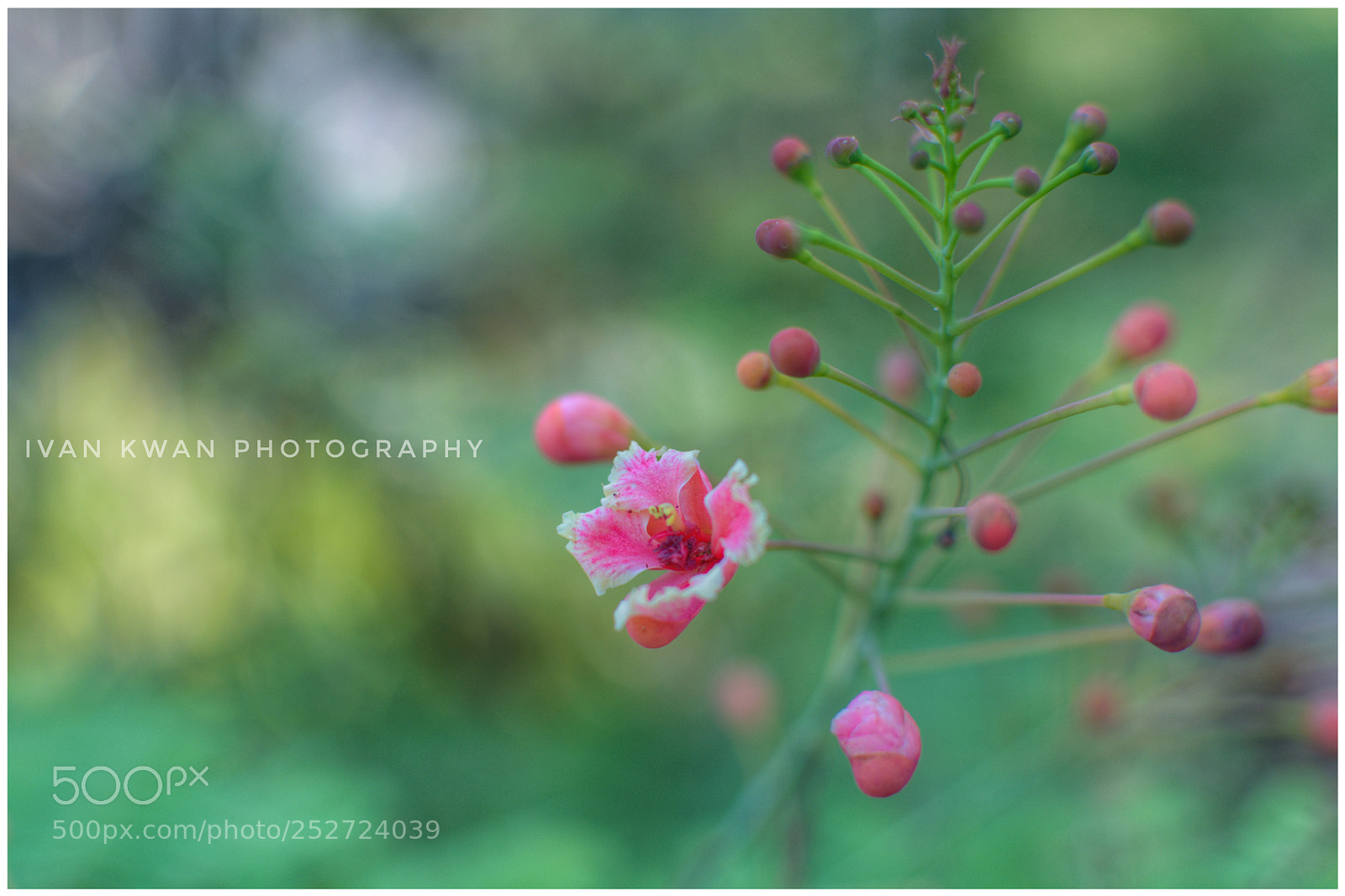 Nikon D7100 sample photo. Punky flower photography