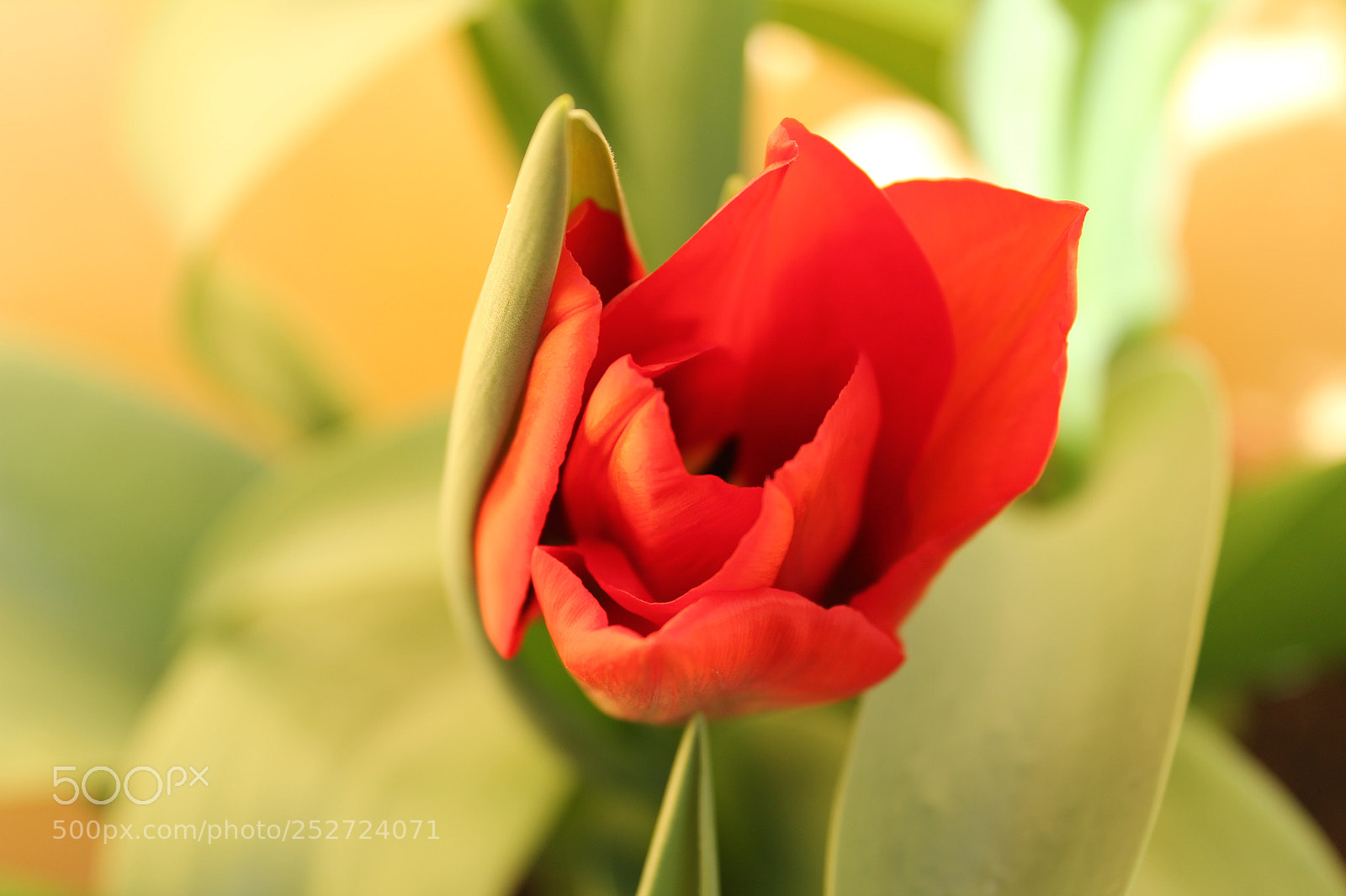 Canon EOS 1300D (EOS Rebel T6 / EOS Kiss X80) sample photo. An april’s tulip photography