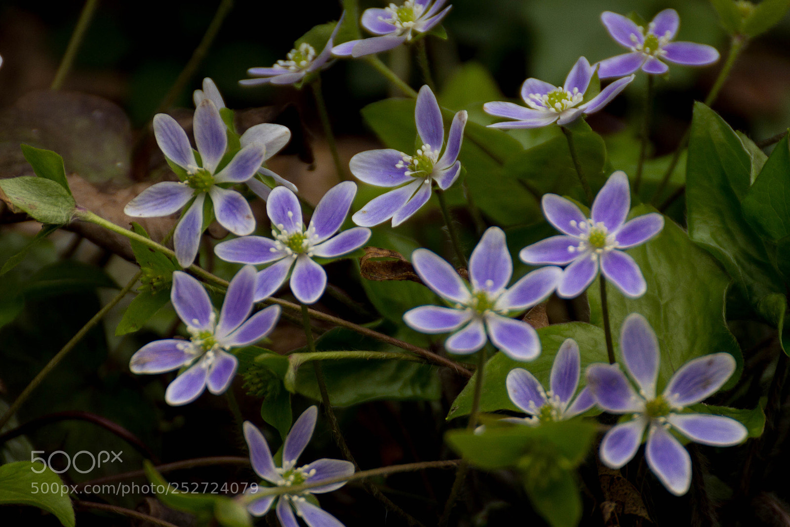 Canon EOS 7D sample photo. Smokies blues photography