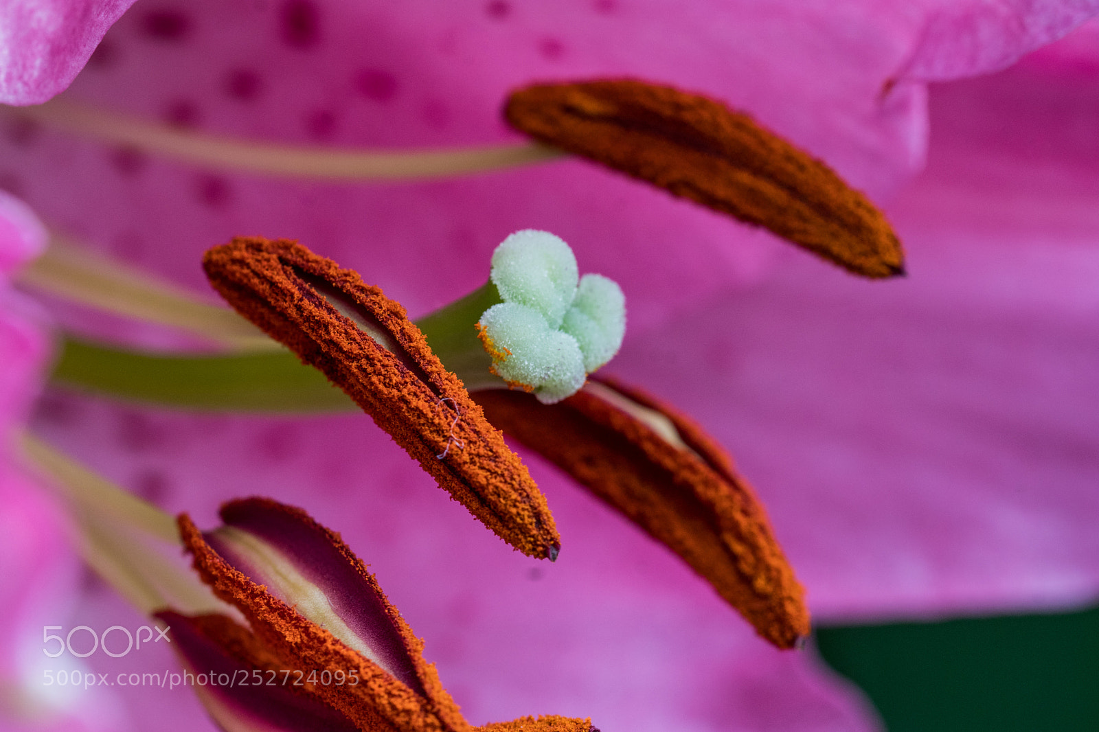 Sony a6300 sample photo. Every flower is a photography